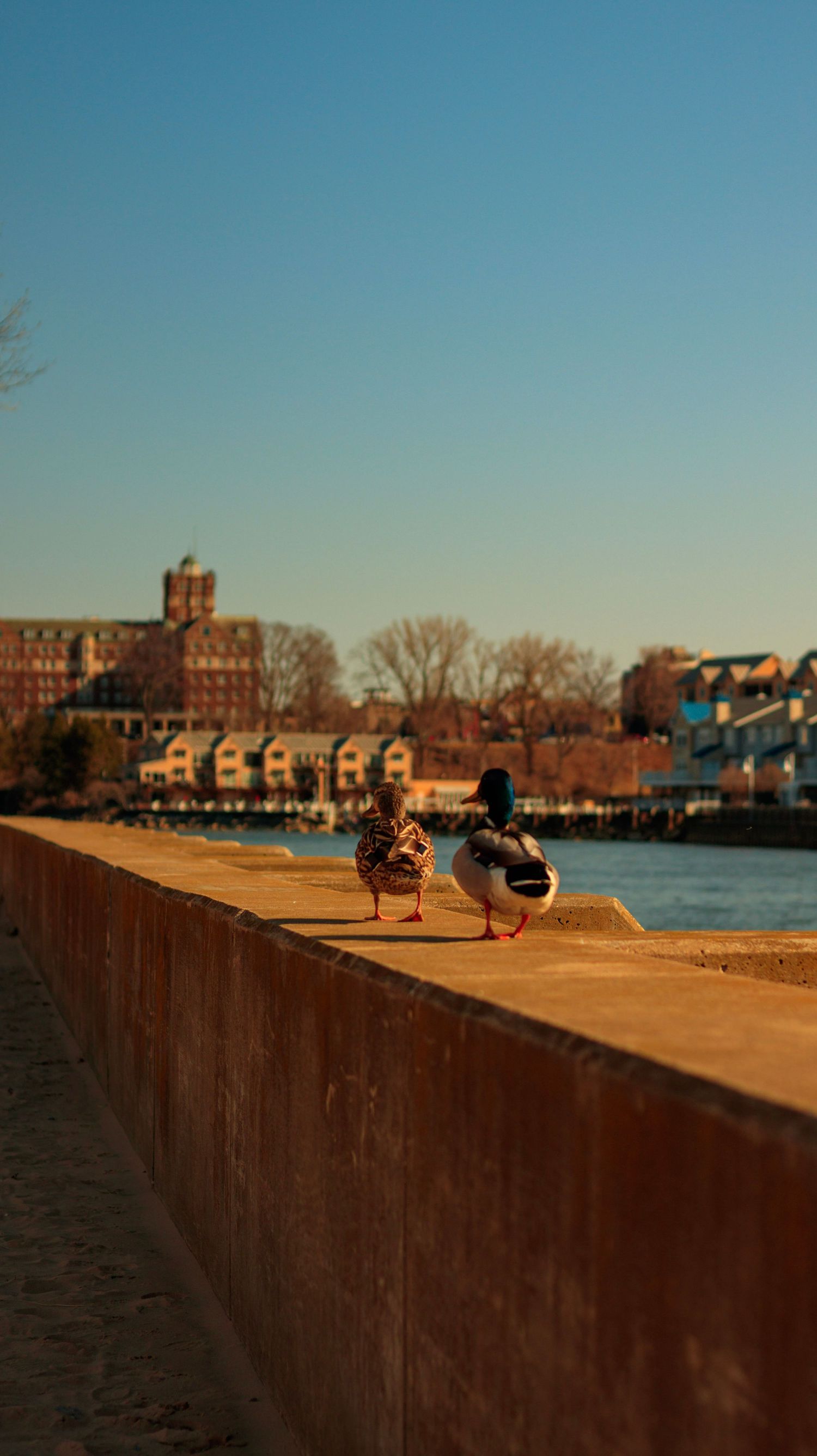 Two ducks resting on concrete wall overlooking cityscape at sunset.