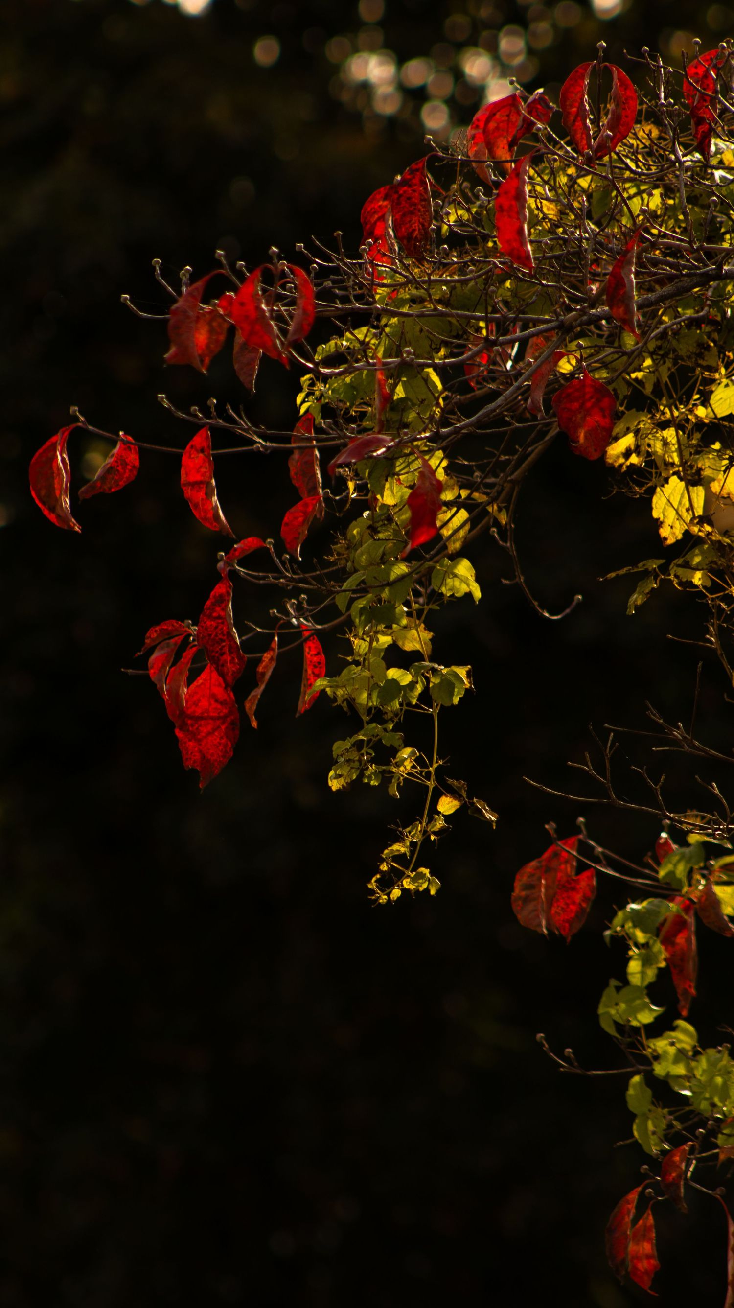 Red and yellow autumn leaves against dark background with dramatic lighting.