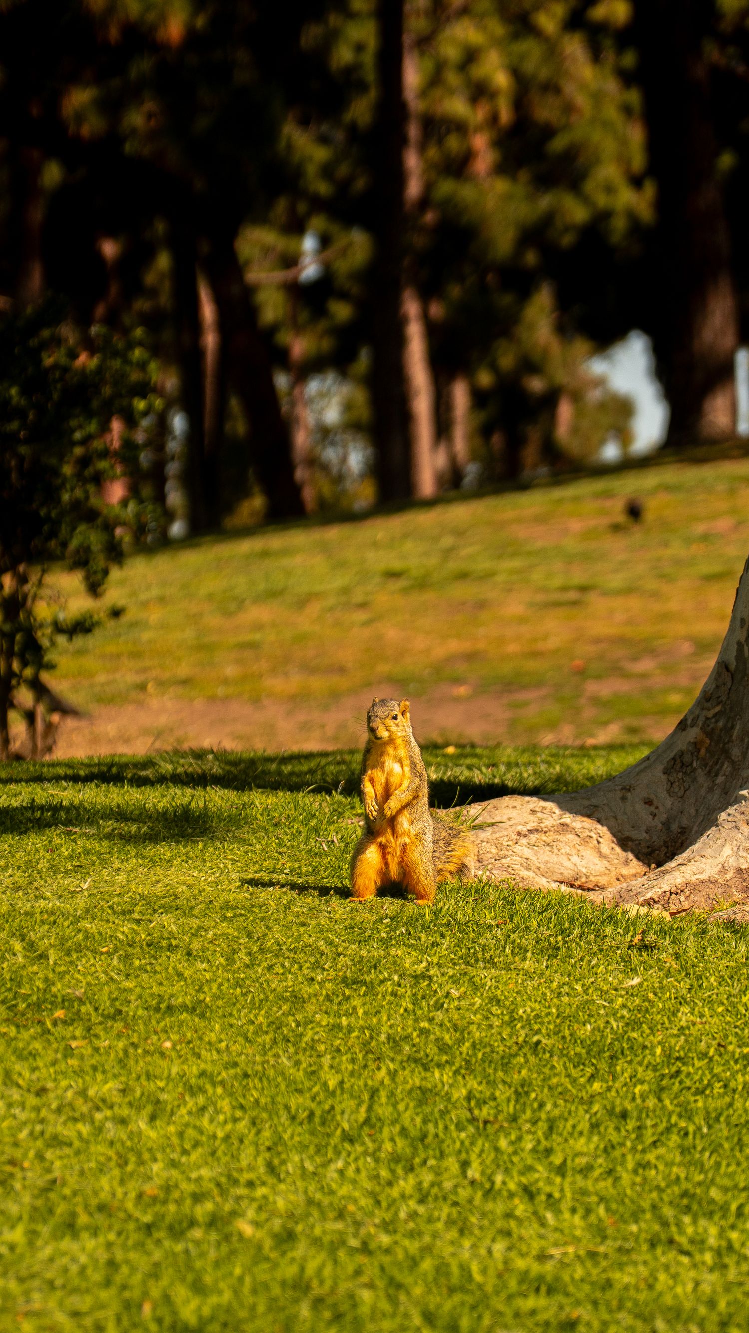 Squirrel standing upright on manicured grass near tree.