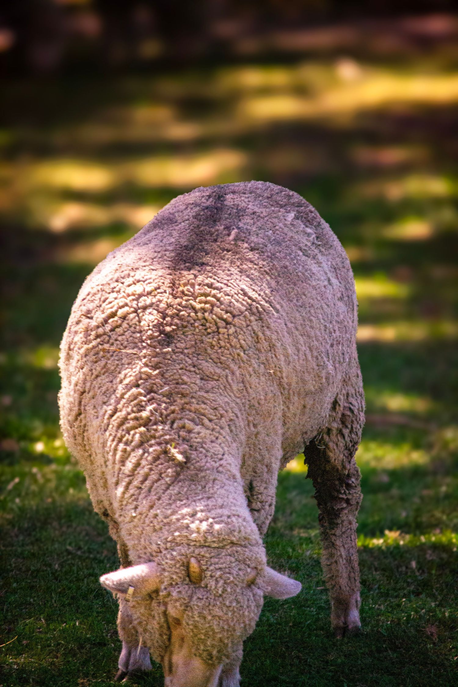 Wooly sheep grazing on grass in dappled sunlight.