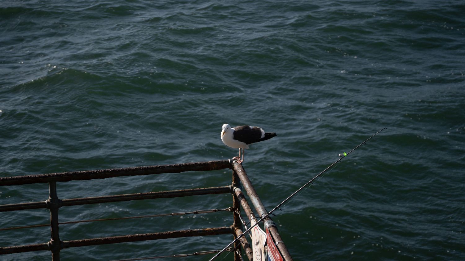 Seagull perched on metal railing over dark blue ocean waters.