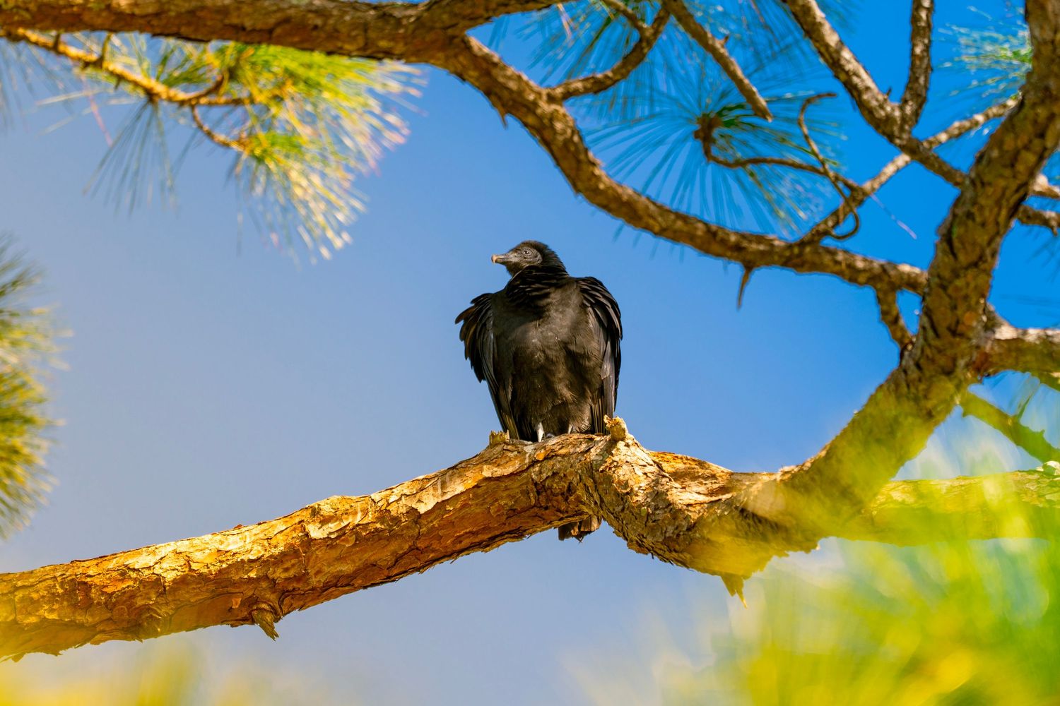 A black crow perches on a golden-lit tree branch against a bright blue sky on a sunny day.