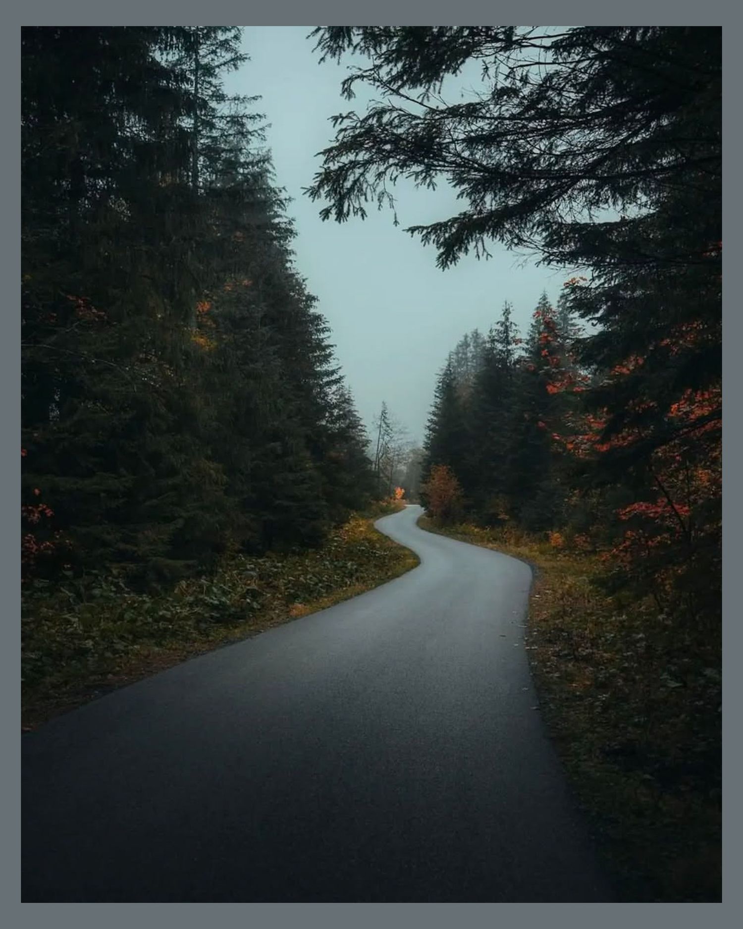A winding forest road curves through tall evergreen trees in moody autumn weather.