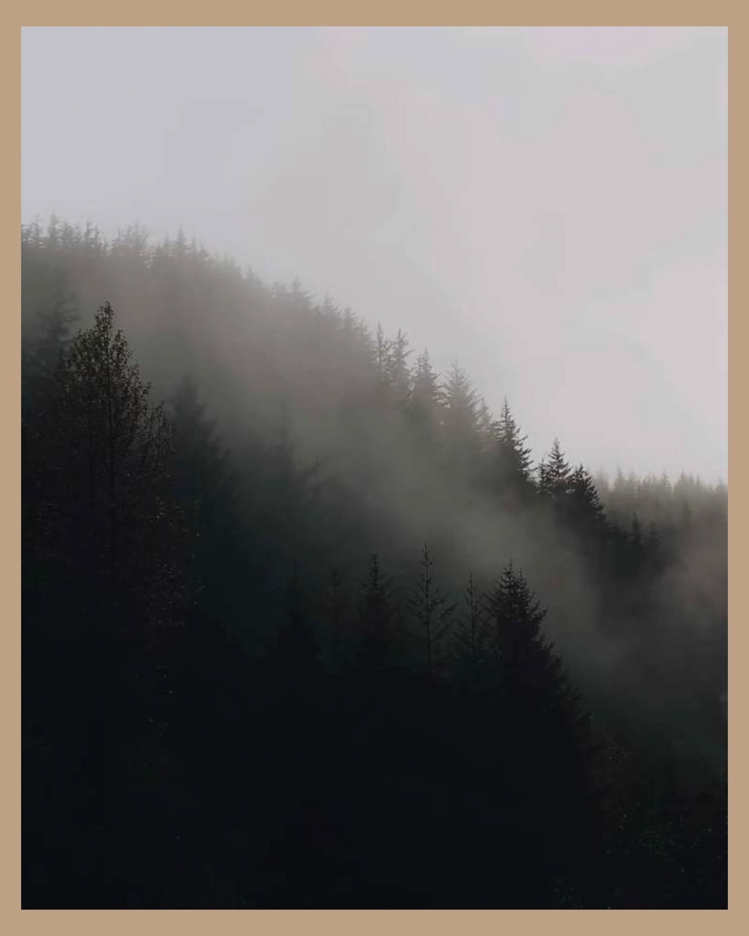 Misty forest silhouettes against a foggy gray sky in the mountains.