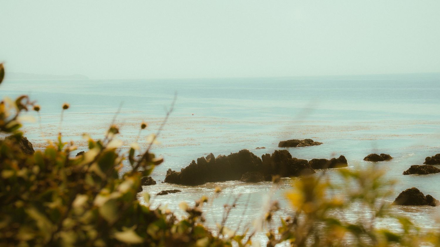 Misty coastal view with rocky outcrops and yellow flowering plants in the foreground.