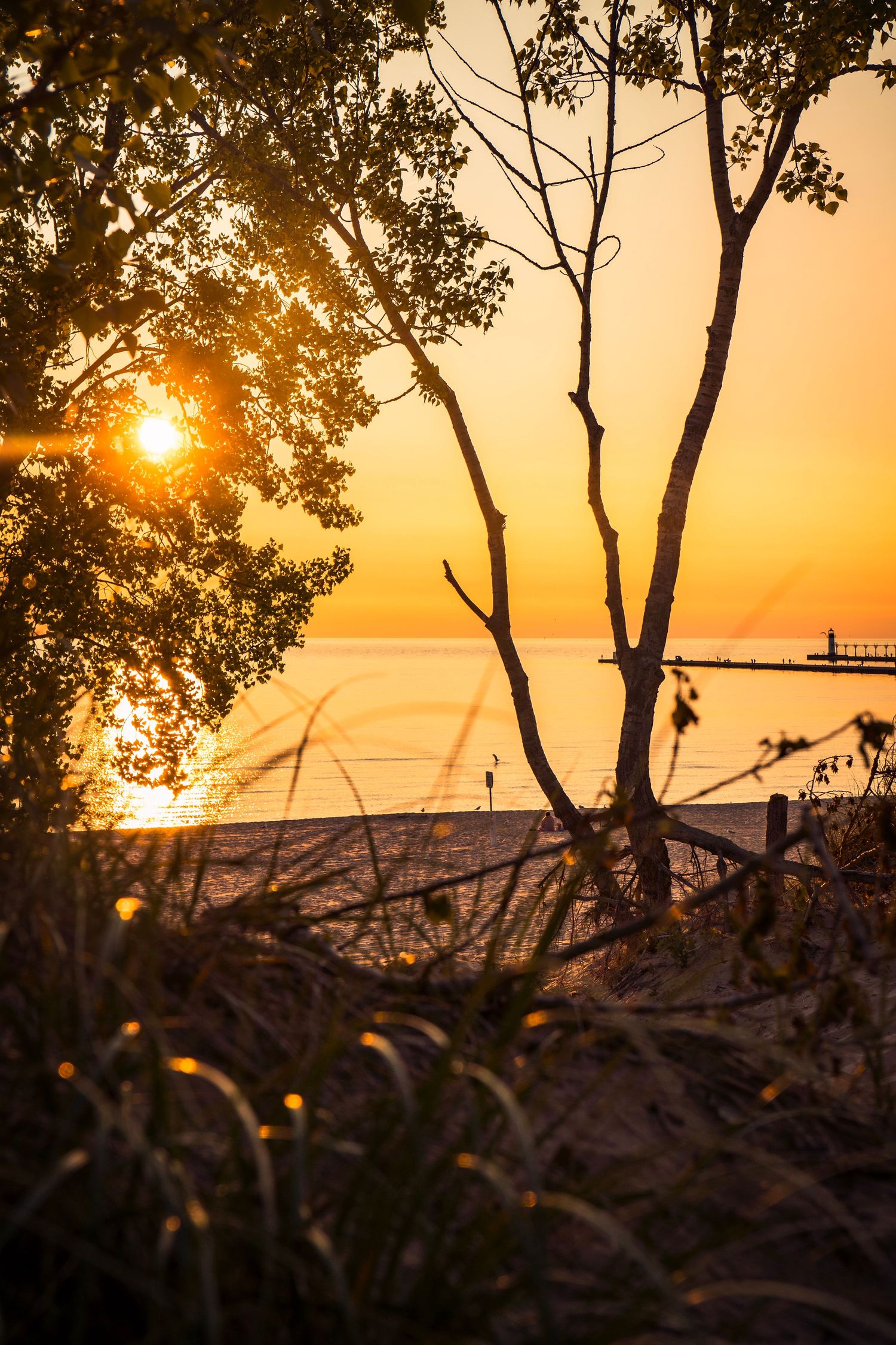 Silhouetted tree branches frame a golden sunset over a tranquil beach with a distant pier.