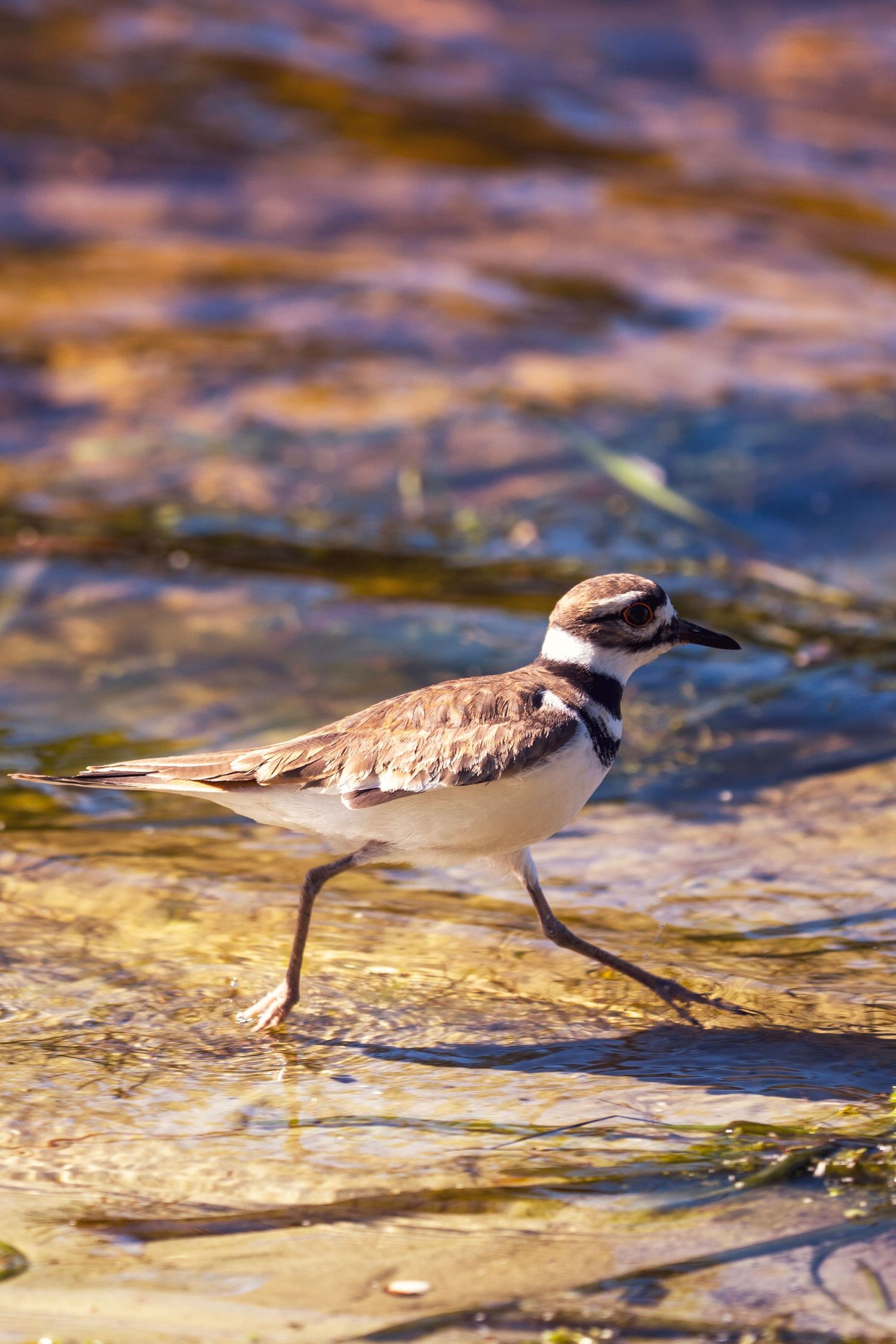 A small sandpiper bird wades through shallow water with rippling reflections in golden sunlight.