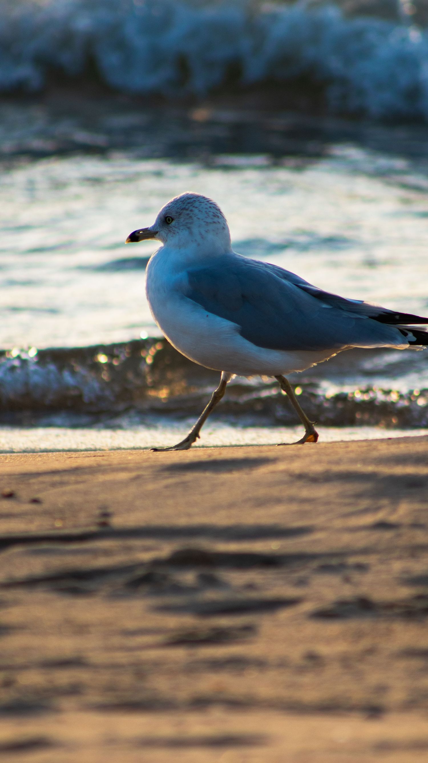 Seagull walking along wet sand at shoreline during golden hour.