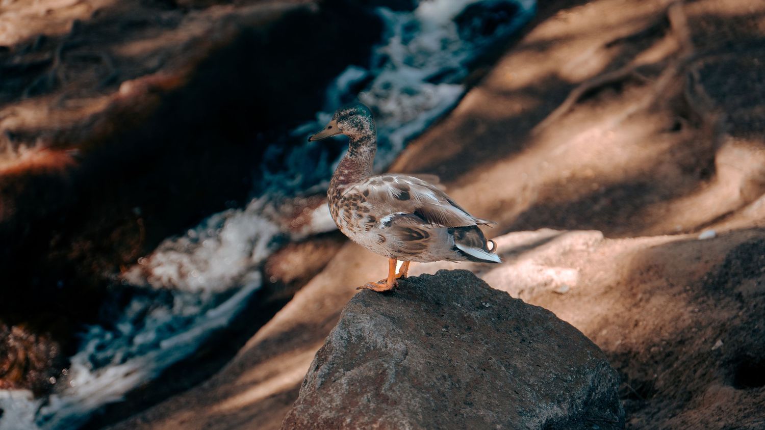 Duck perched on rocky outcrop near flowing water.