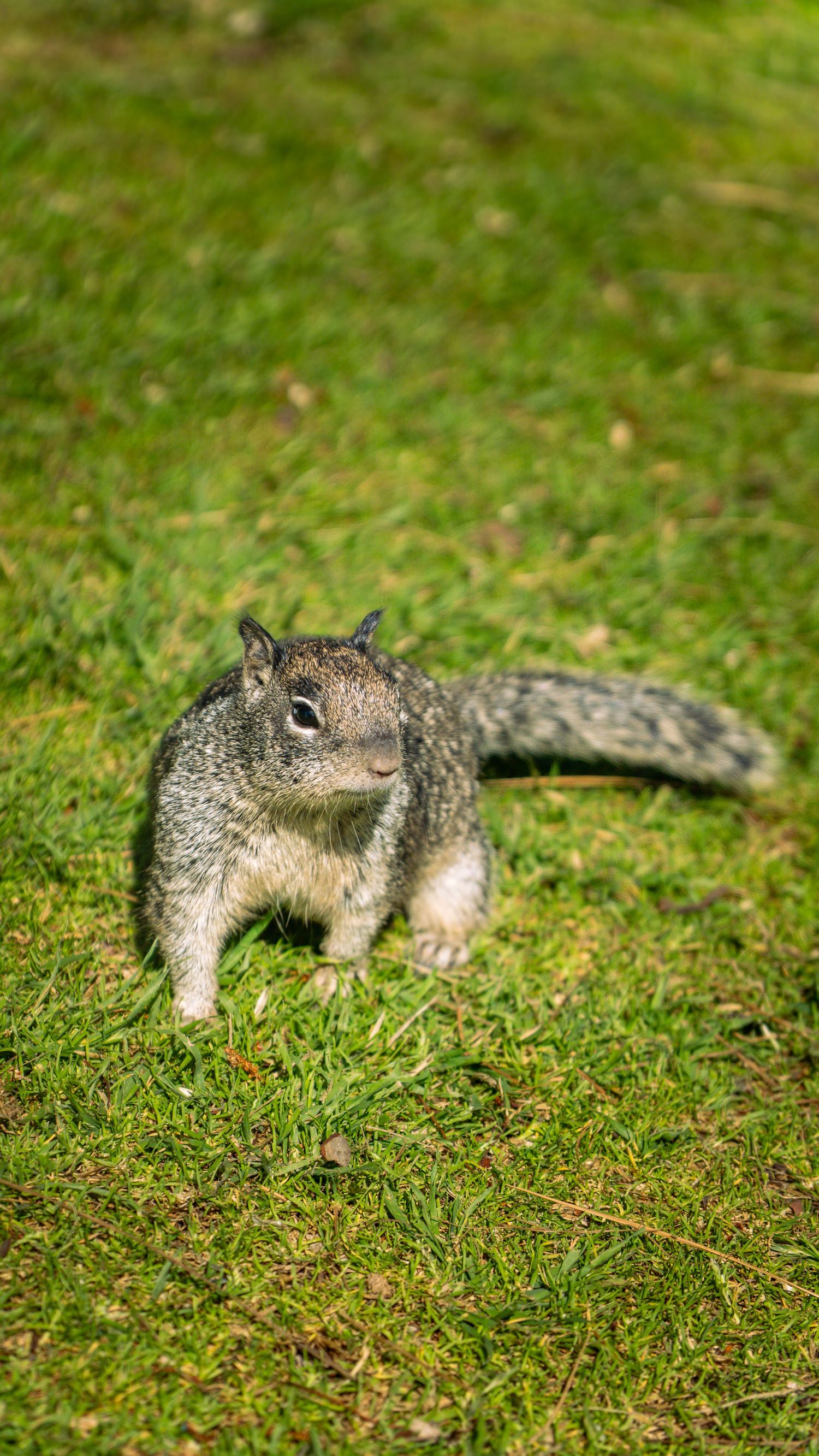Gray squirrel with fluffy tail poses on grass in sunlight.