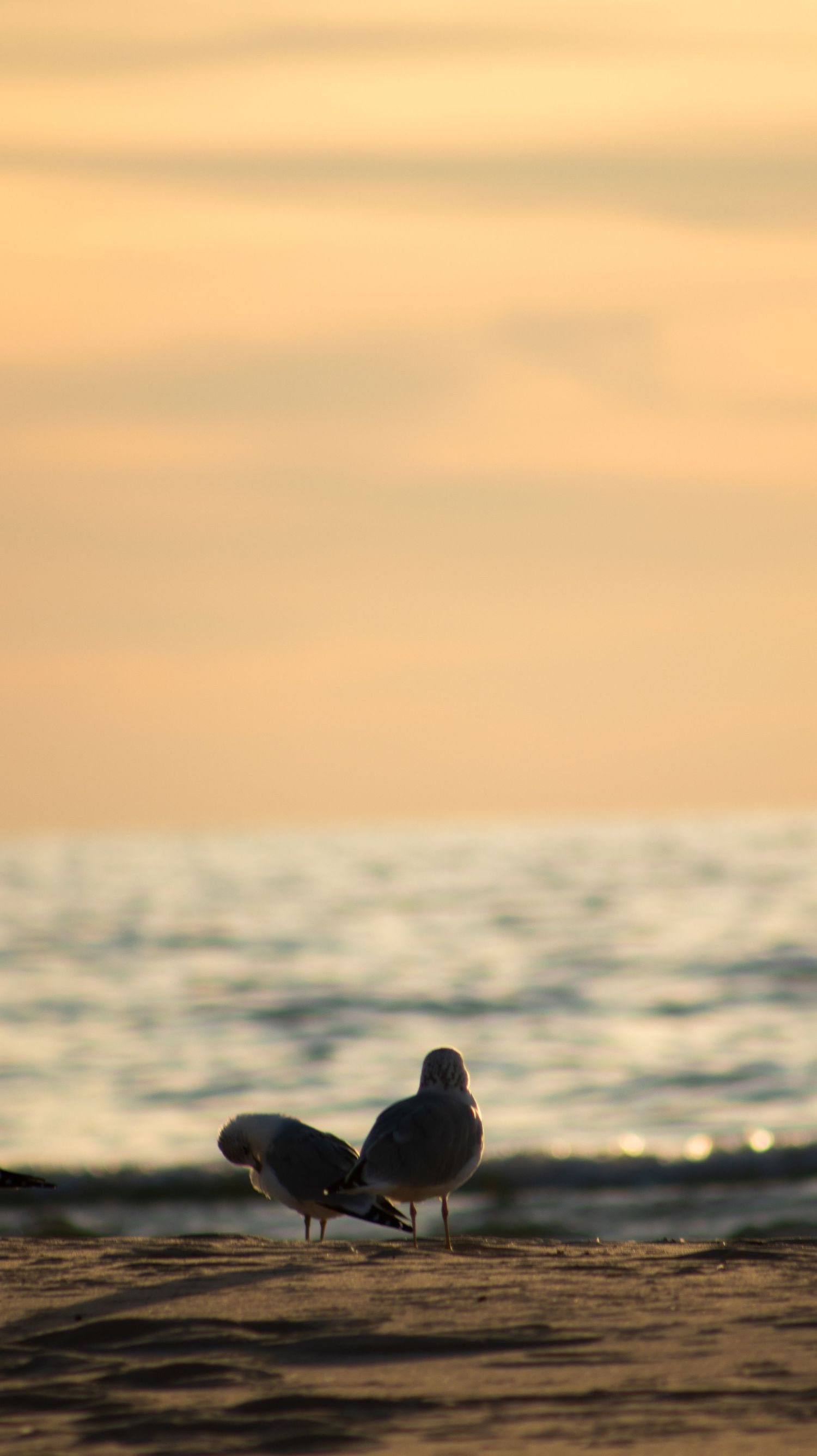 Seagulls silhouetted against a golden sunset sky over water.