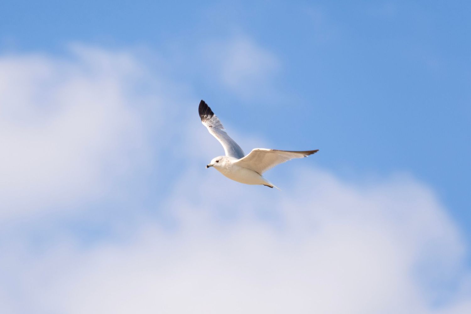 Seagulls soar gracefully against a bright blue sky with wispy white clouds.