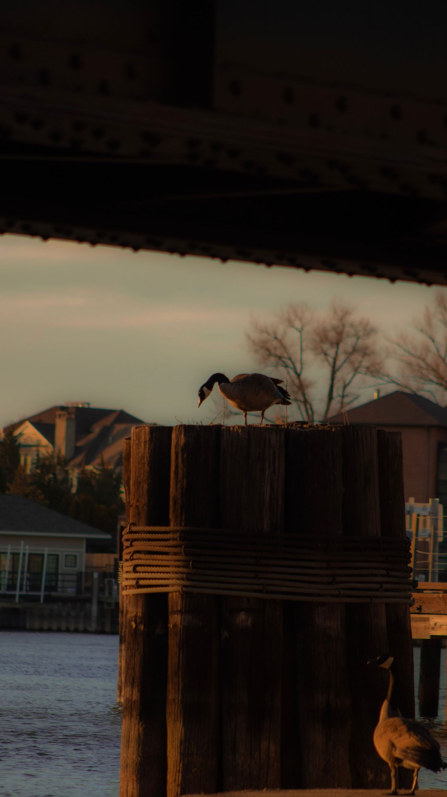 Canada goose perched on wooden dock posts at sunset with waterfront houses in background.