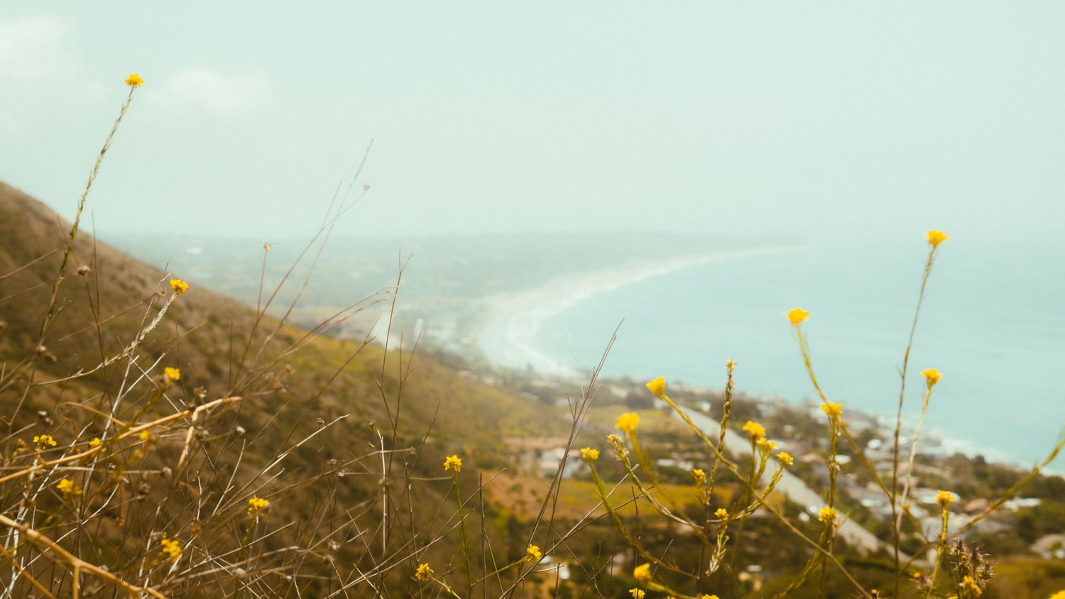 Coastal highway view with yellow wildflowers in foreground and ocean stretching to horizon.