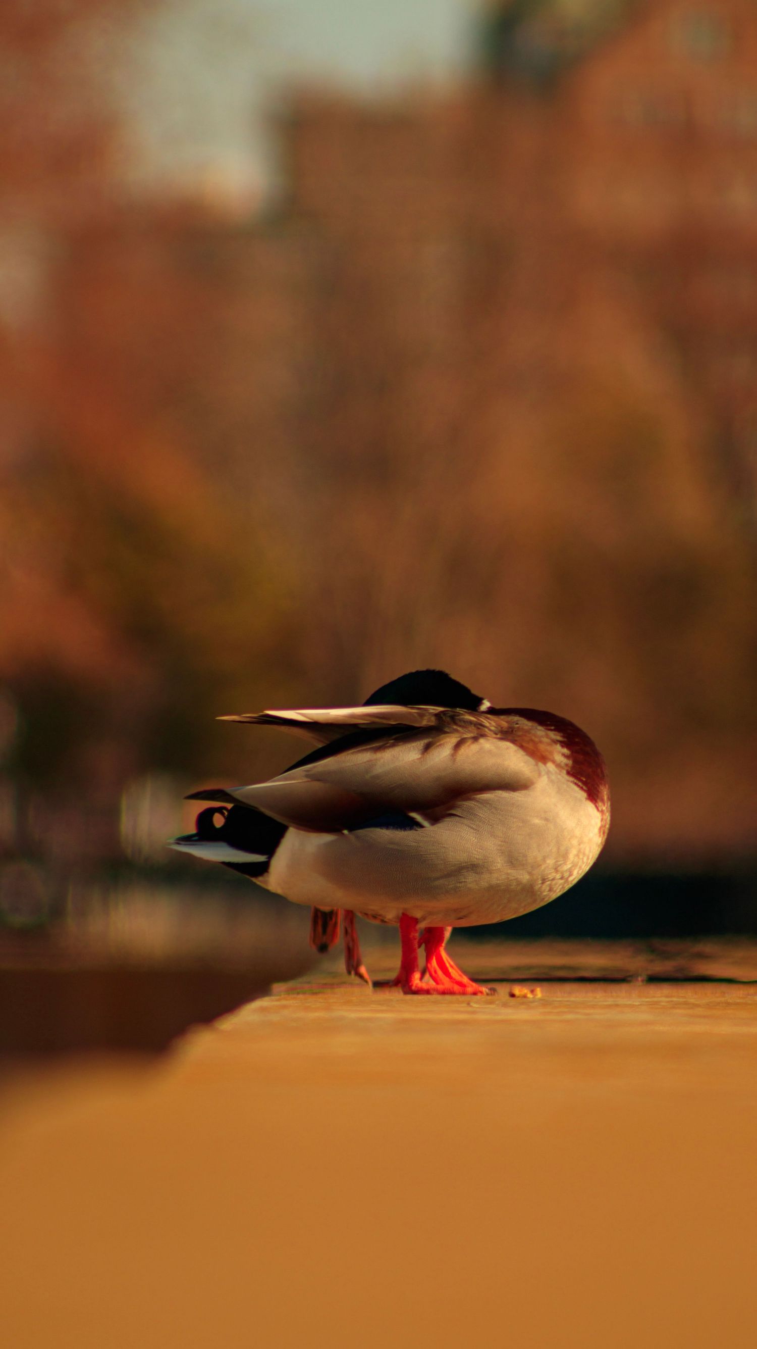 Side view of mallard duck preening feathers against warm autumn background.
