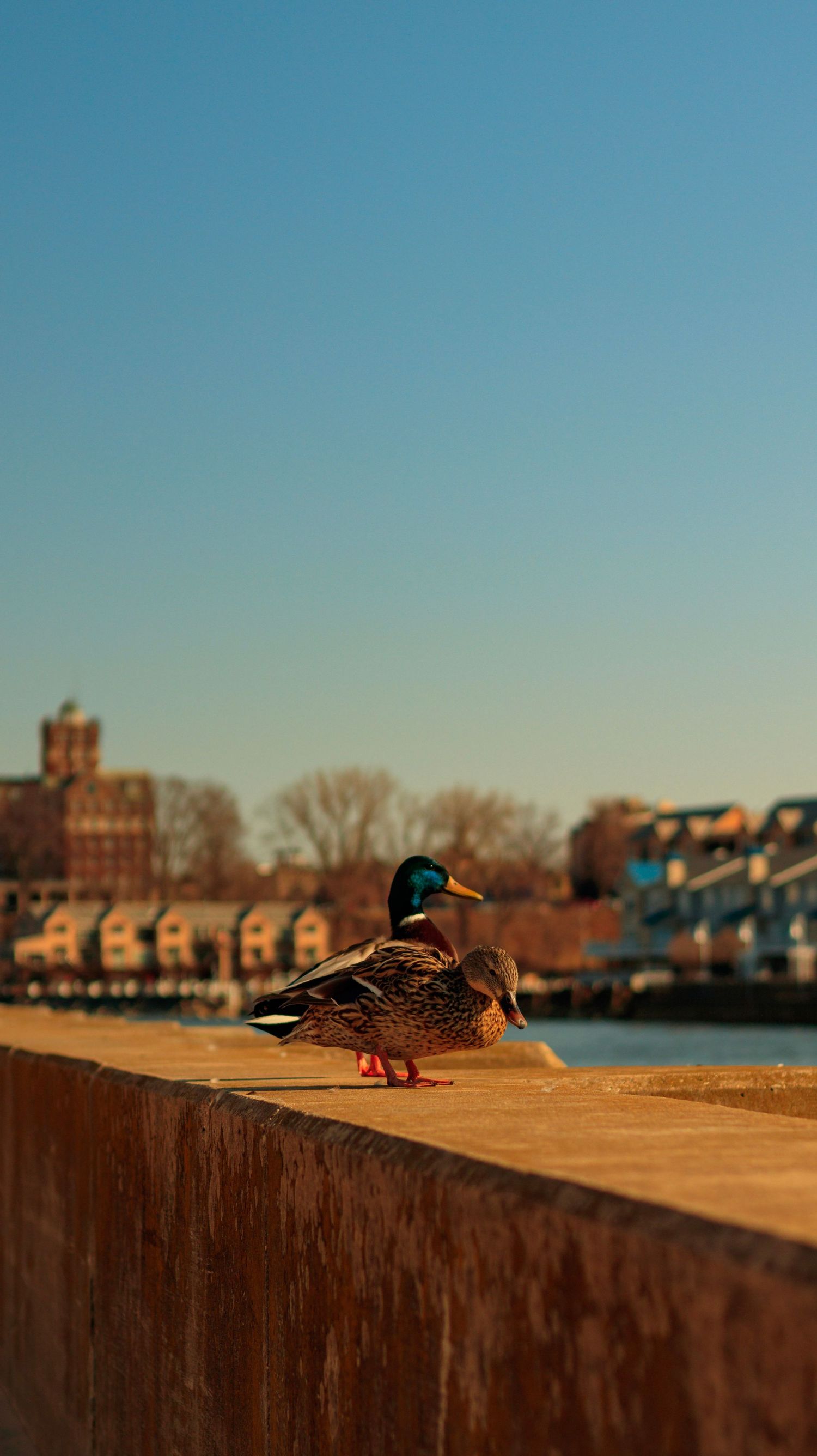 Mallard duck perched on concrete wall with urban buildings and blue sky in background.