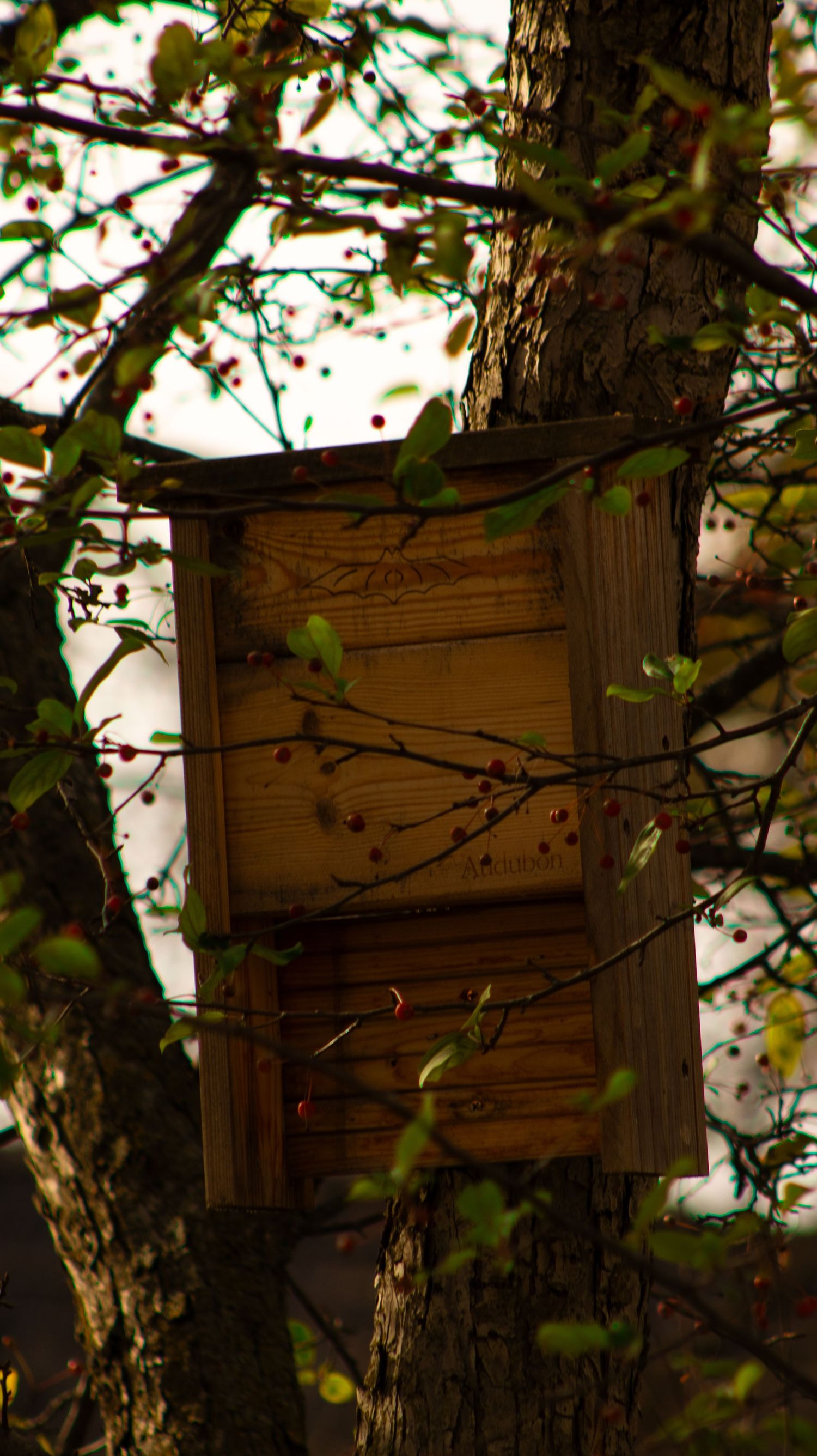 Rustic wooden birdhouse mounted among tree branches in dappled sunlight.