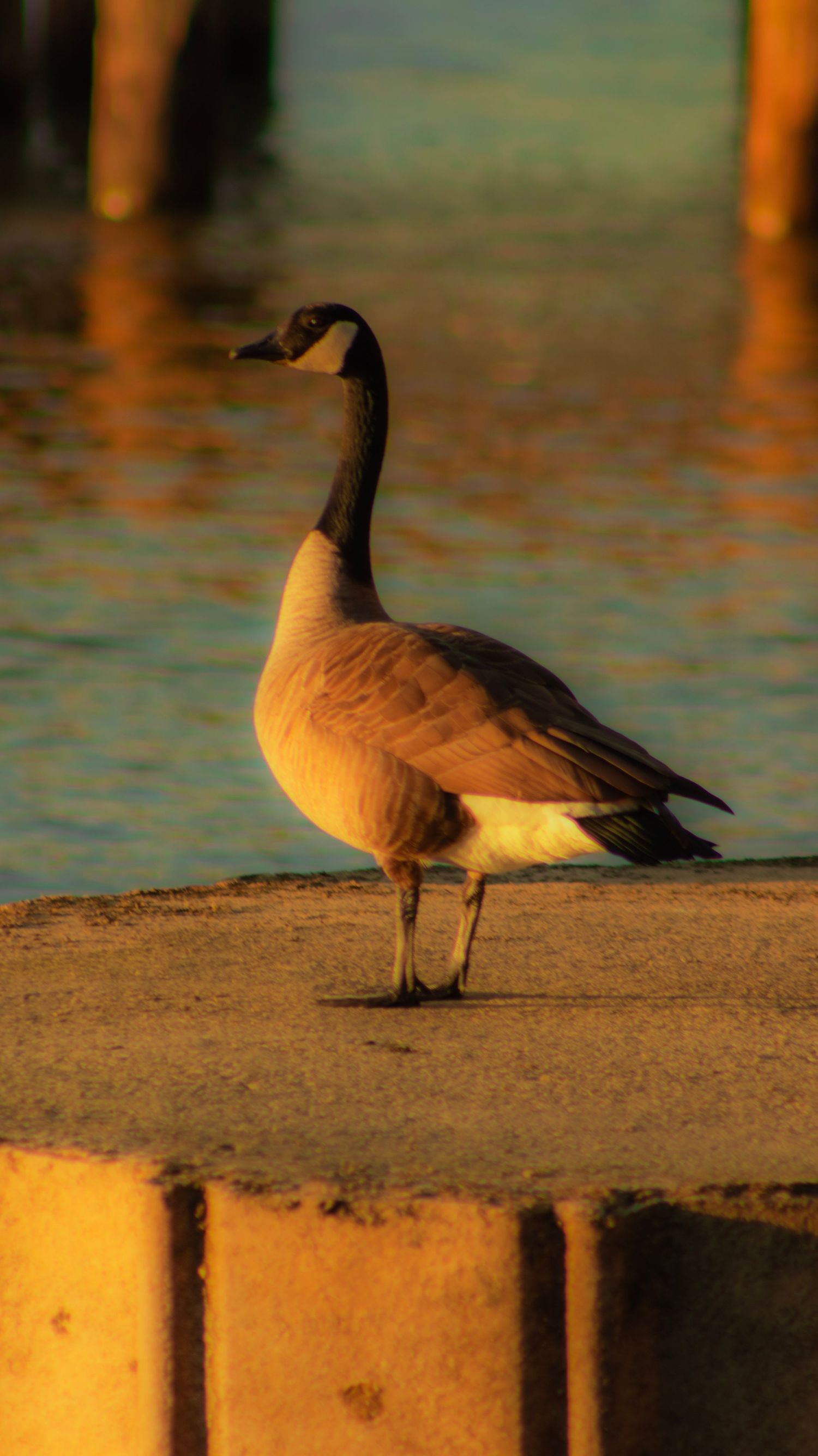 Canada goose standing on concrete surface during sunset with water in background.
