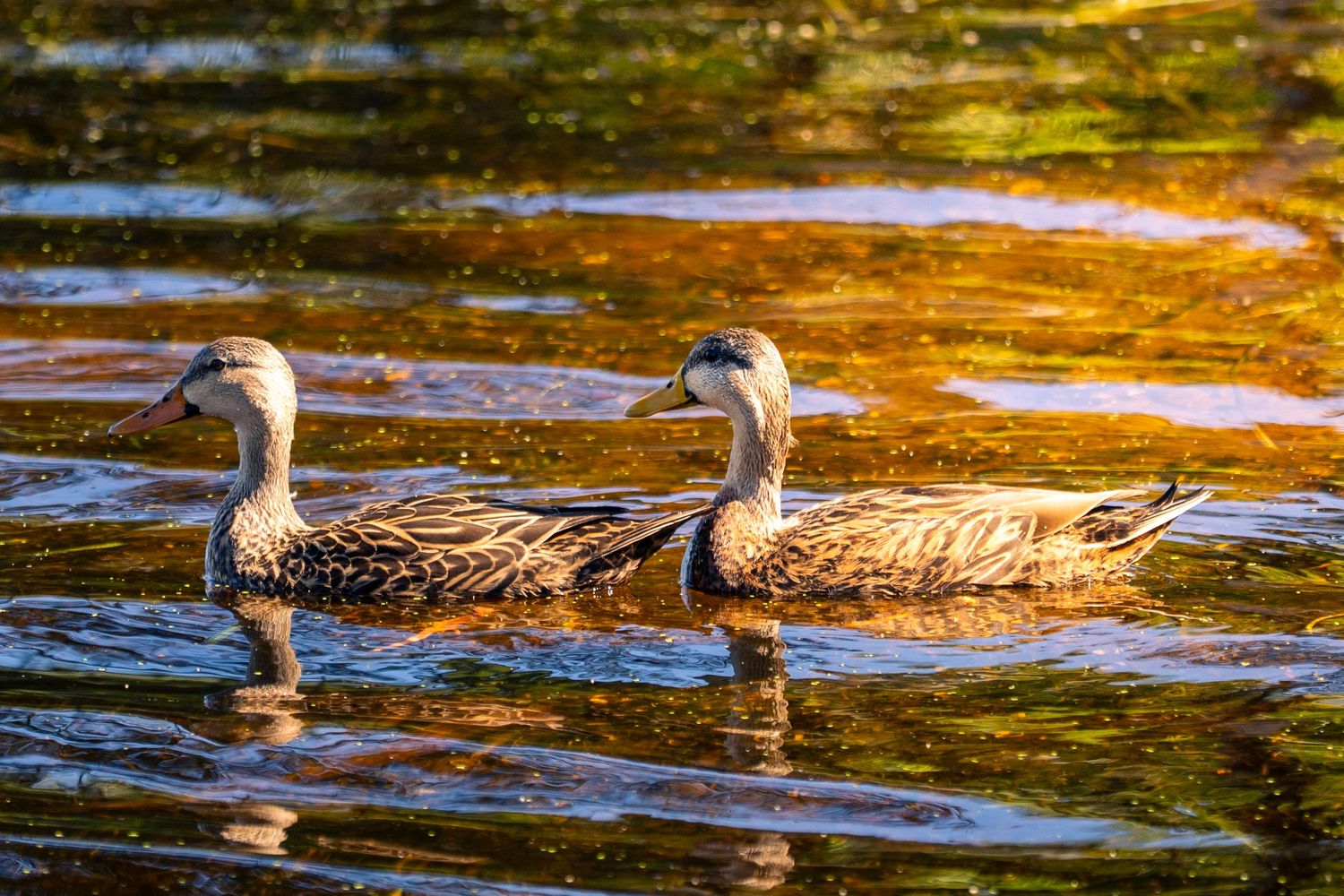 A female mallard duck swims gracefully through golden-hued reflective water at sunset.
