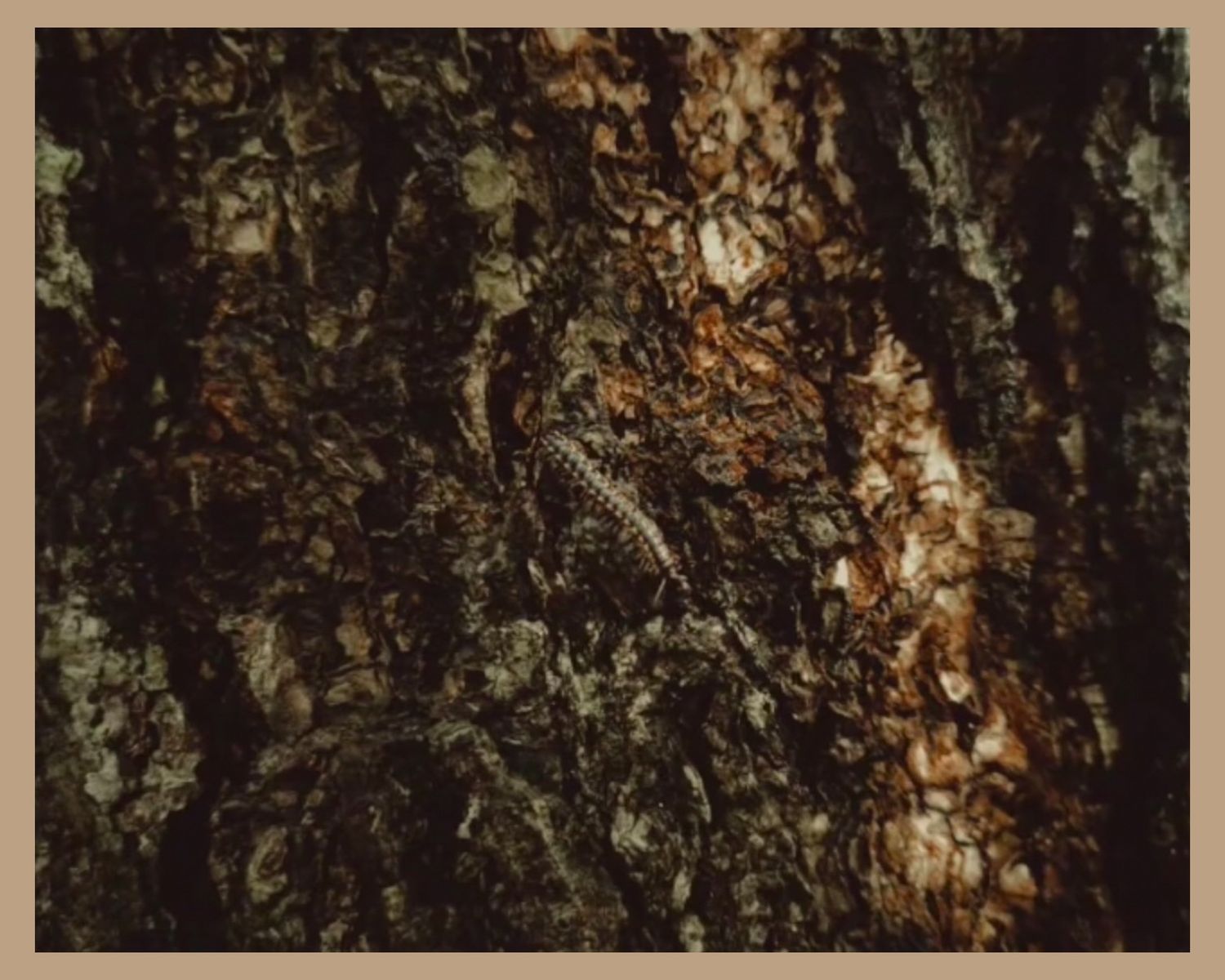 Close-up texture of rough tree bark with natural brown and orange tones.