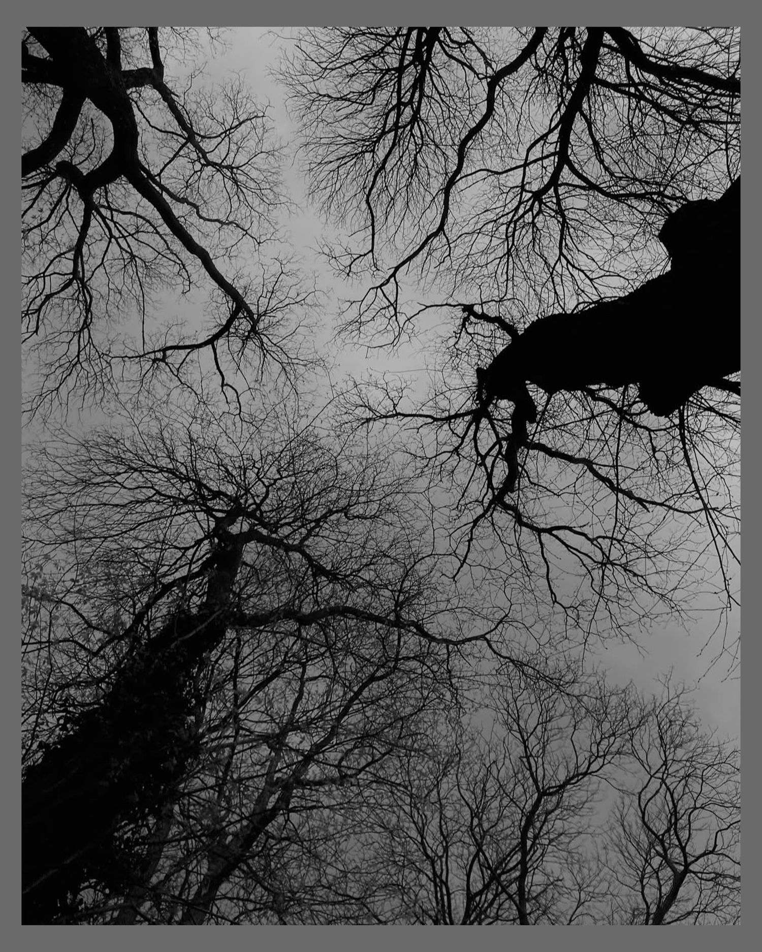 Bare tree branches create dramatic silhouettes against grey winter sky viewed from below.