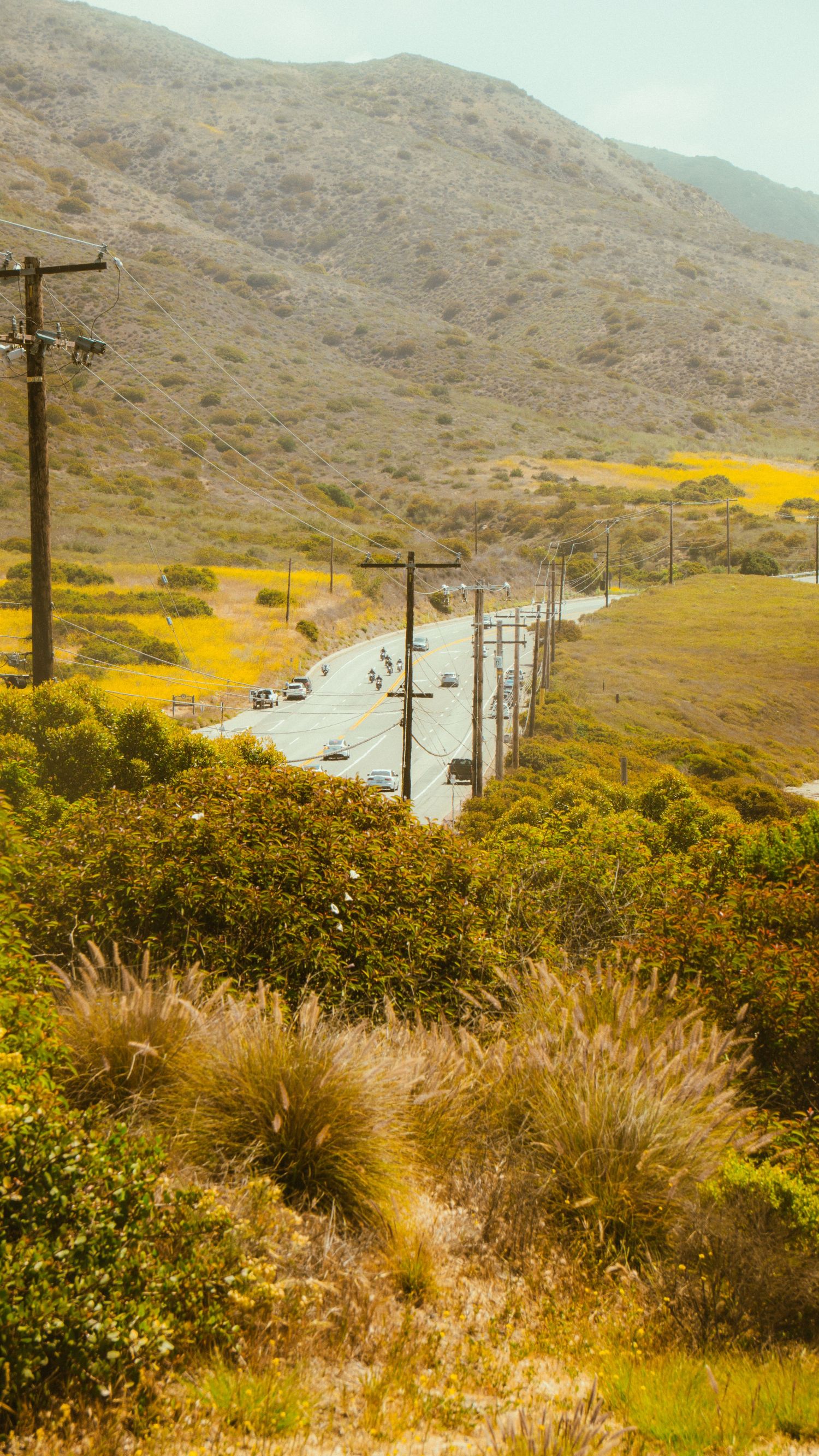Rolling hills with utility poles line a winding coastal road during wildflower season.