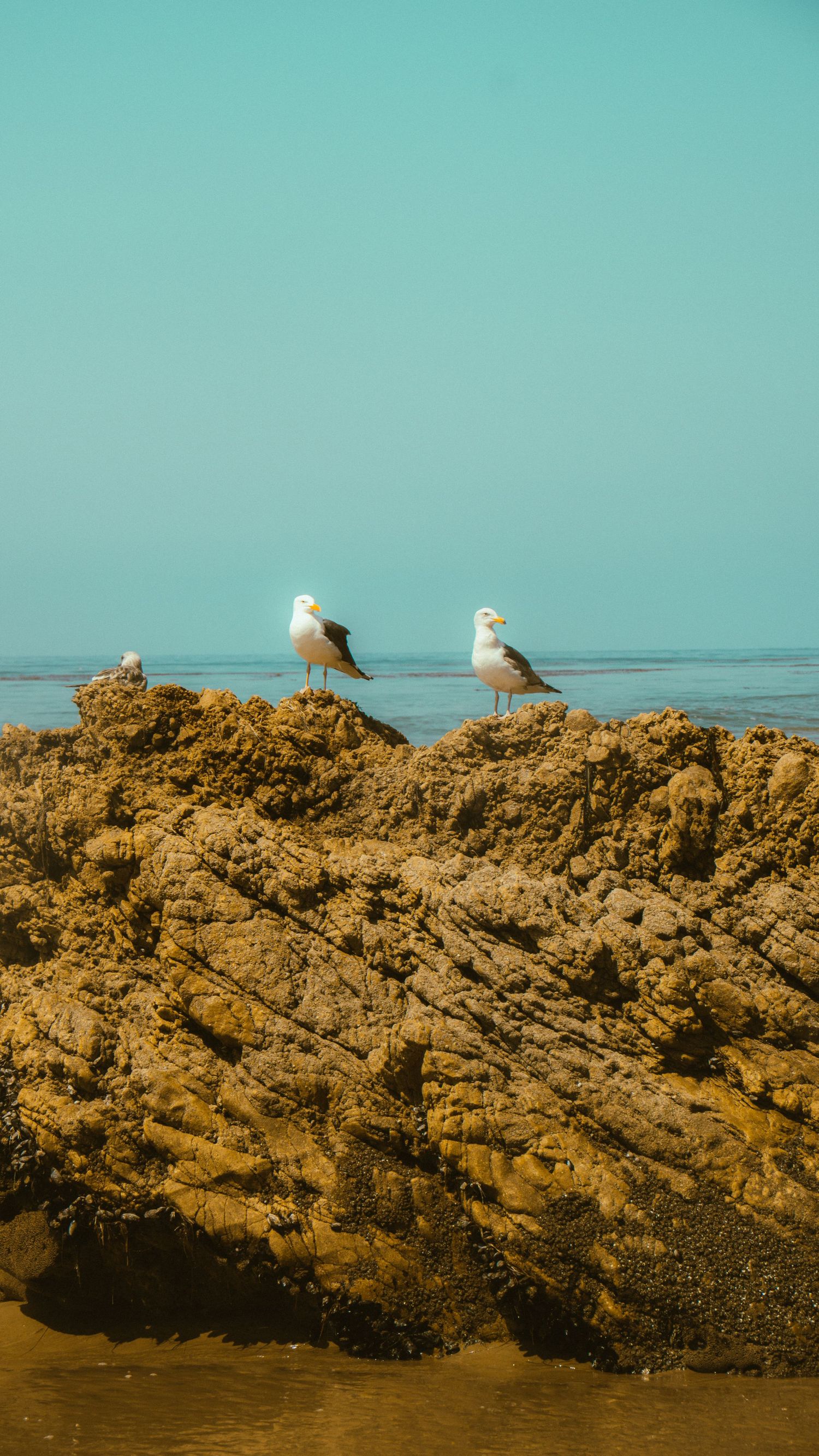 Seabirds stand on a rocky formation overlooking the ocean during sunset.