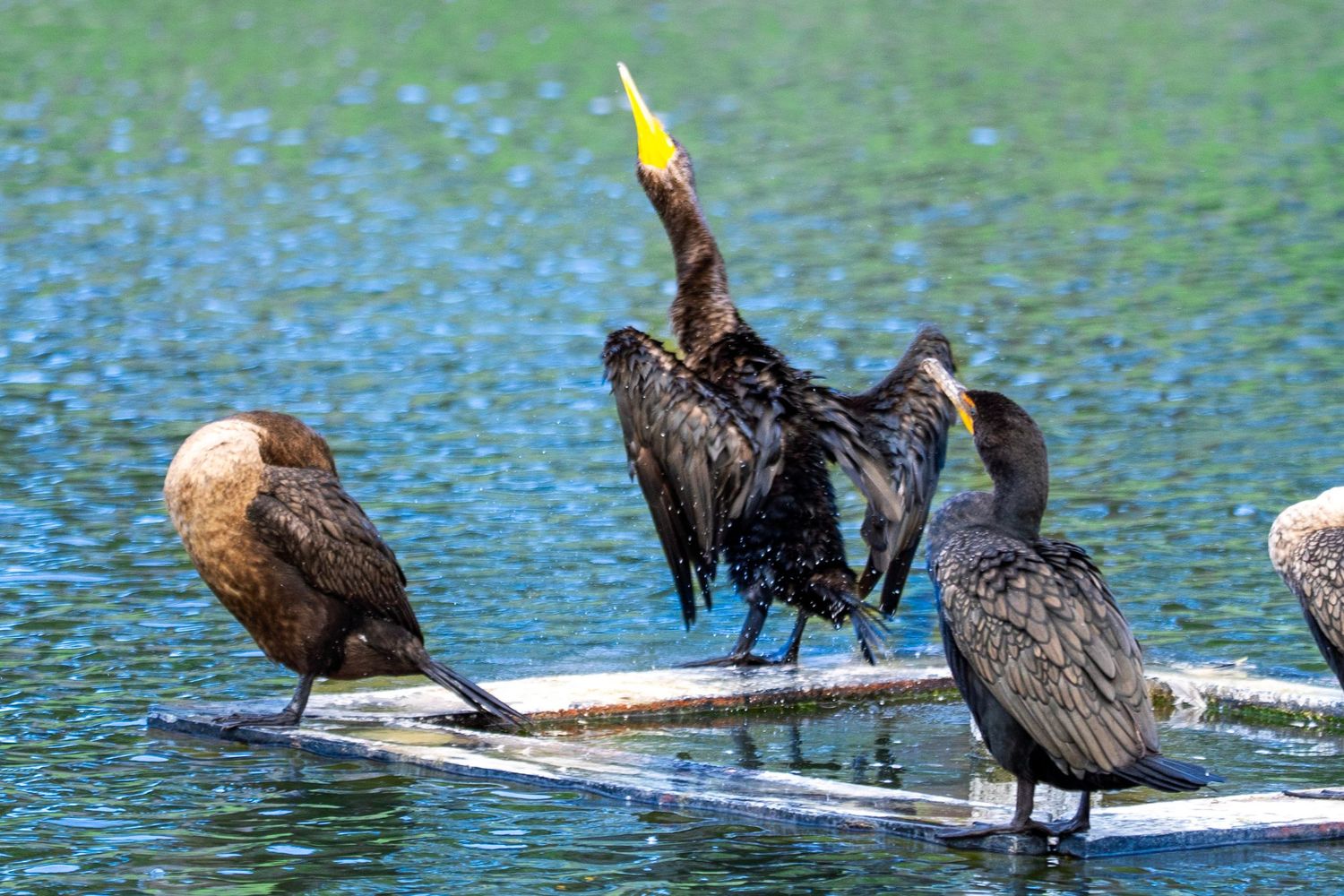 Two cormorants perched on a white dock stretching across blue water, with one bird spreading its wings to dry.