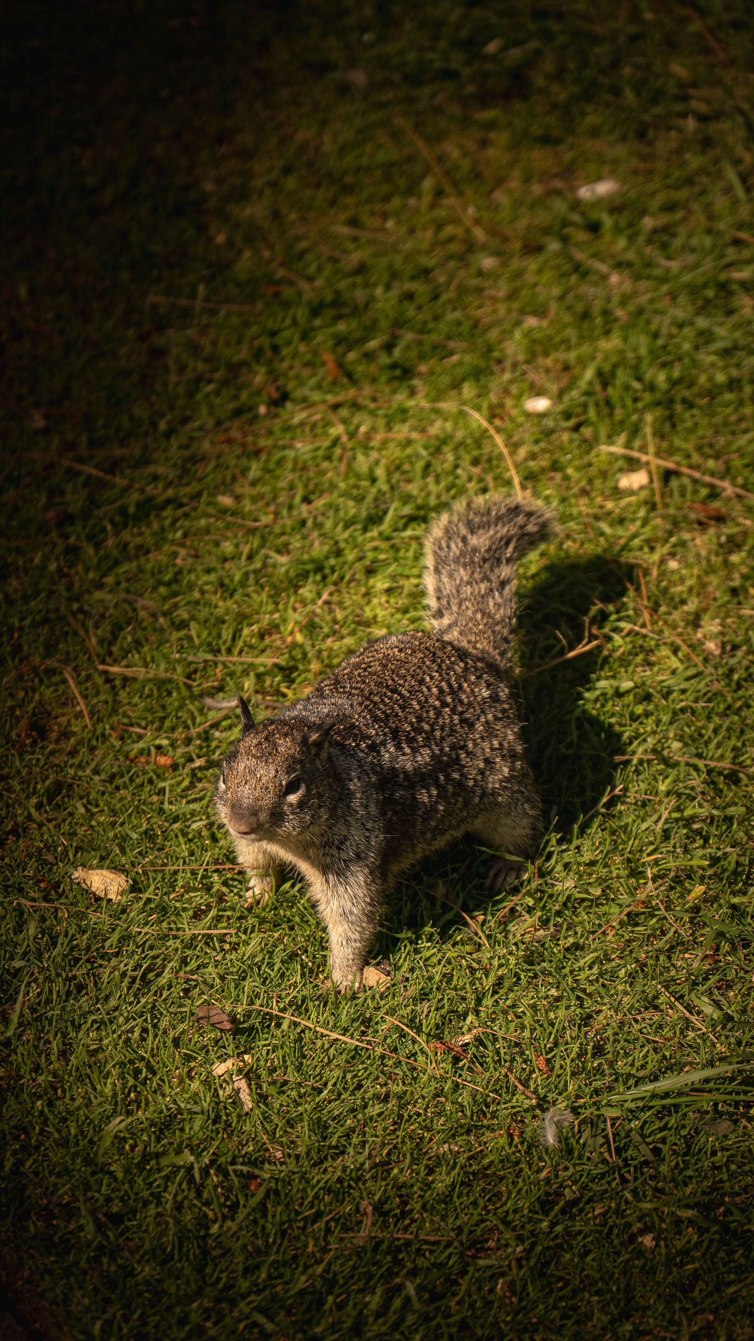 Gray squirrel walking on green grass in natural lighting.