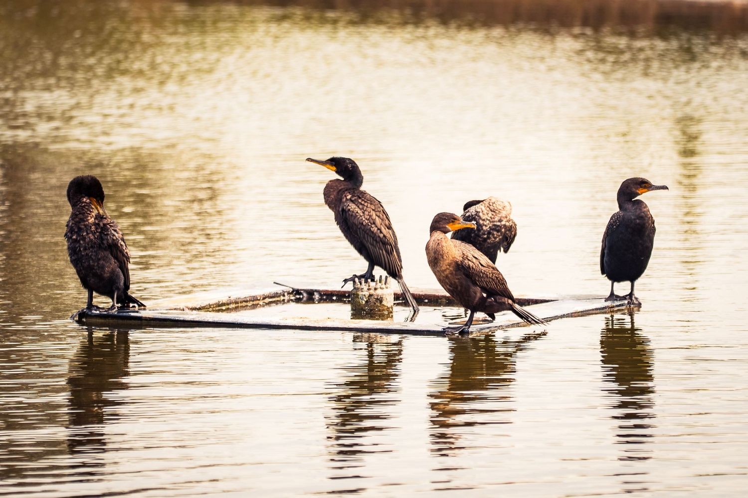 Silhouettes of cormorants perched on logs at sunset create a peaceful scene along the water's edge.