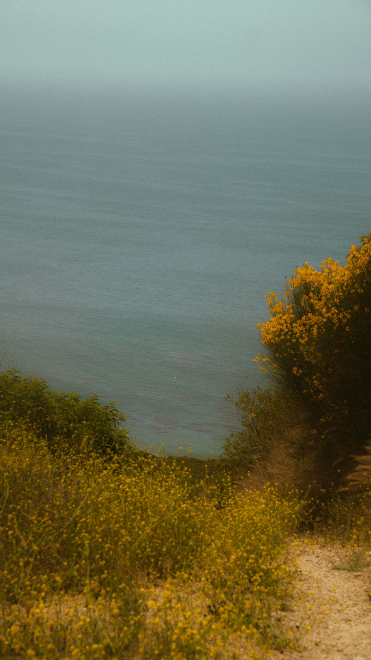 Yellow wildflowers bloom along a hiking trail overlooking the misty ocean.