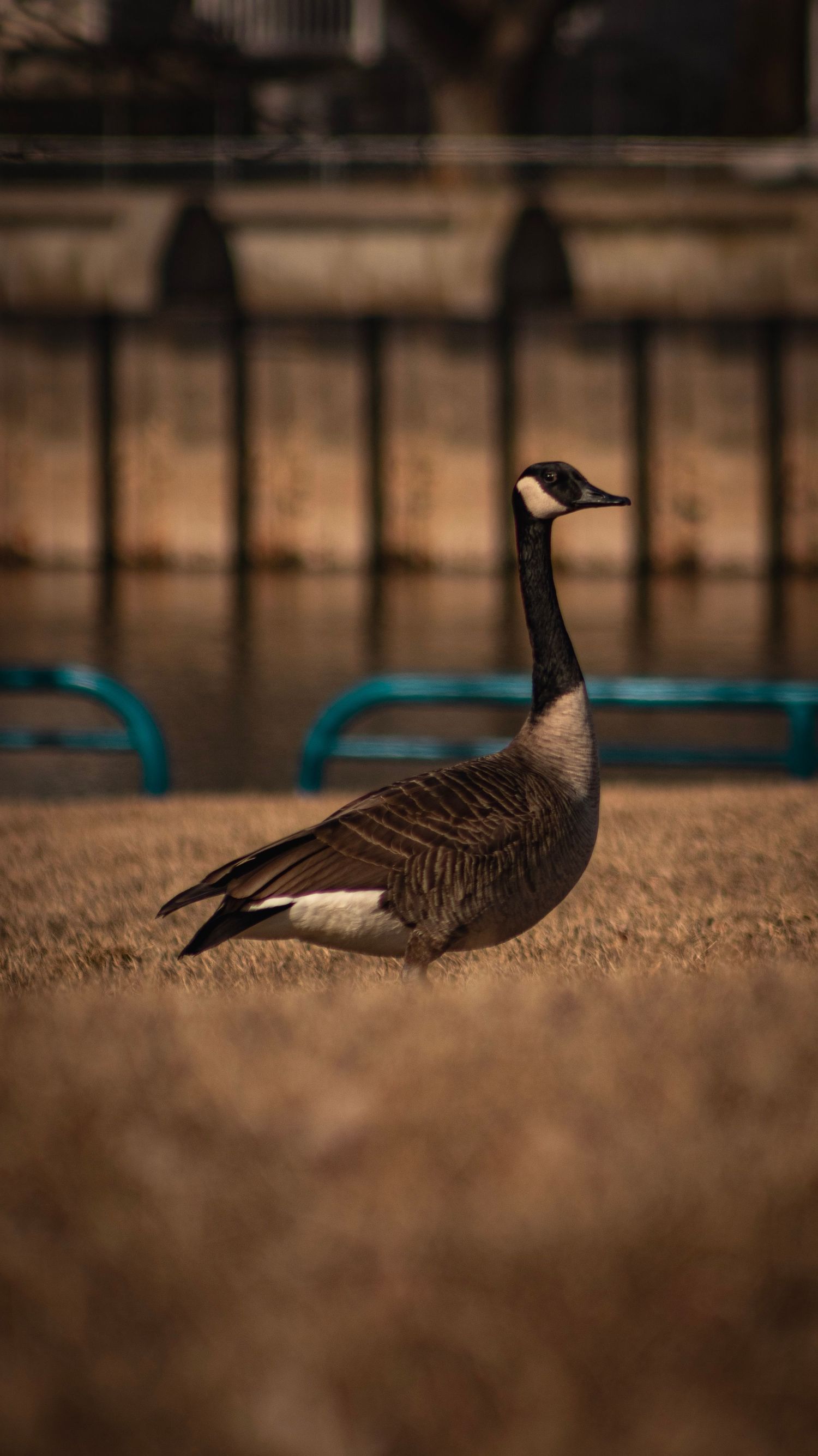 Canada goose stands alert on grass with architectural details in background.