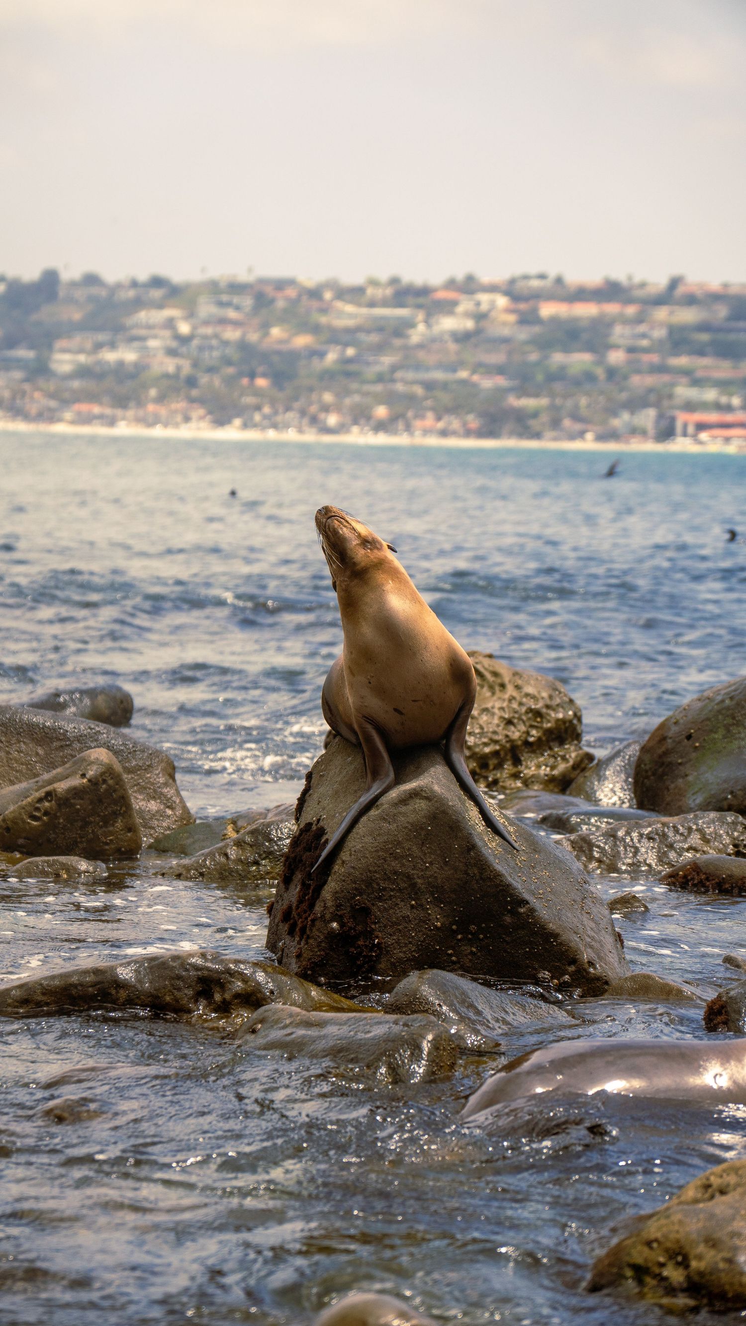 Sea lion basking on wet rocks with ocean waves splashing around it.