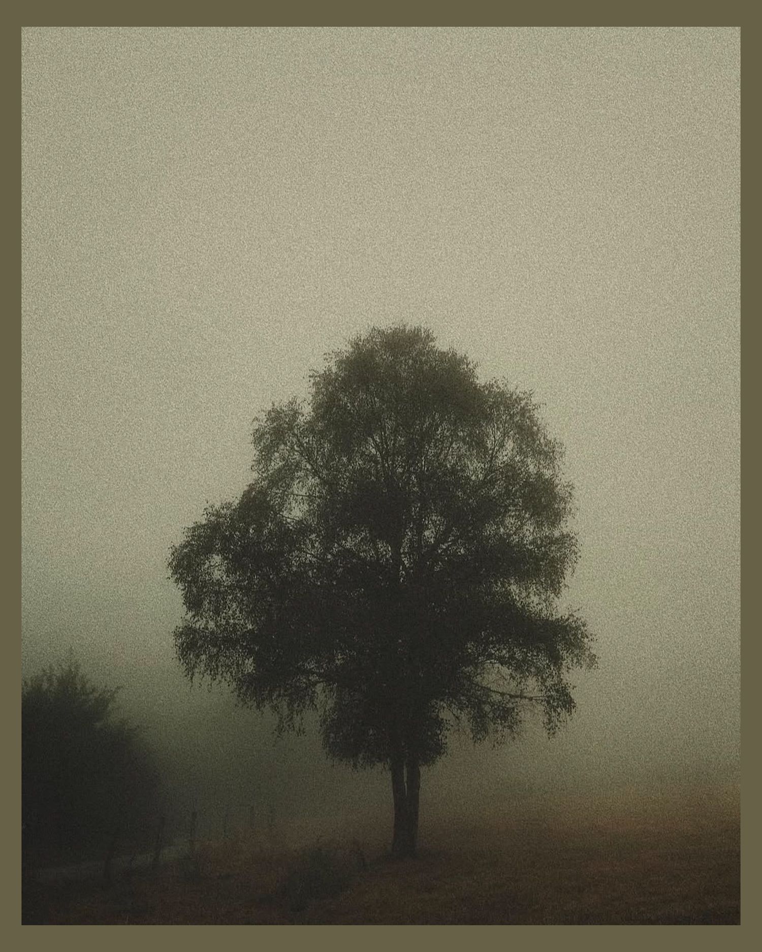 A solitary tree stands silhouetted in misty fog creating a moody atmospheric landscape.