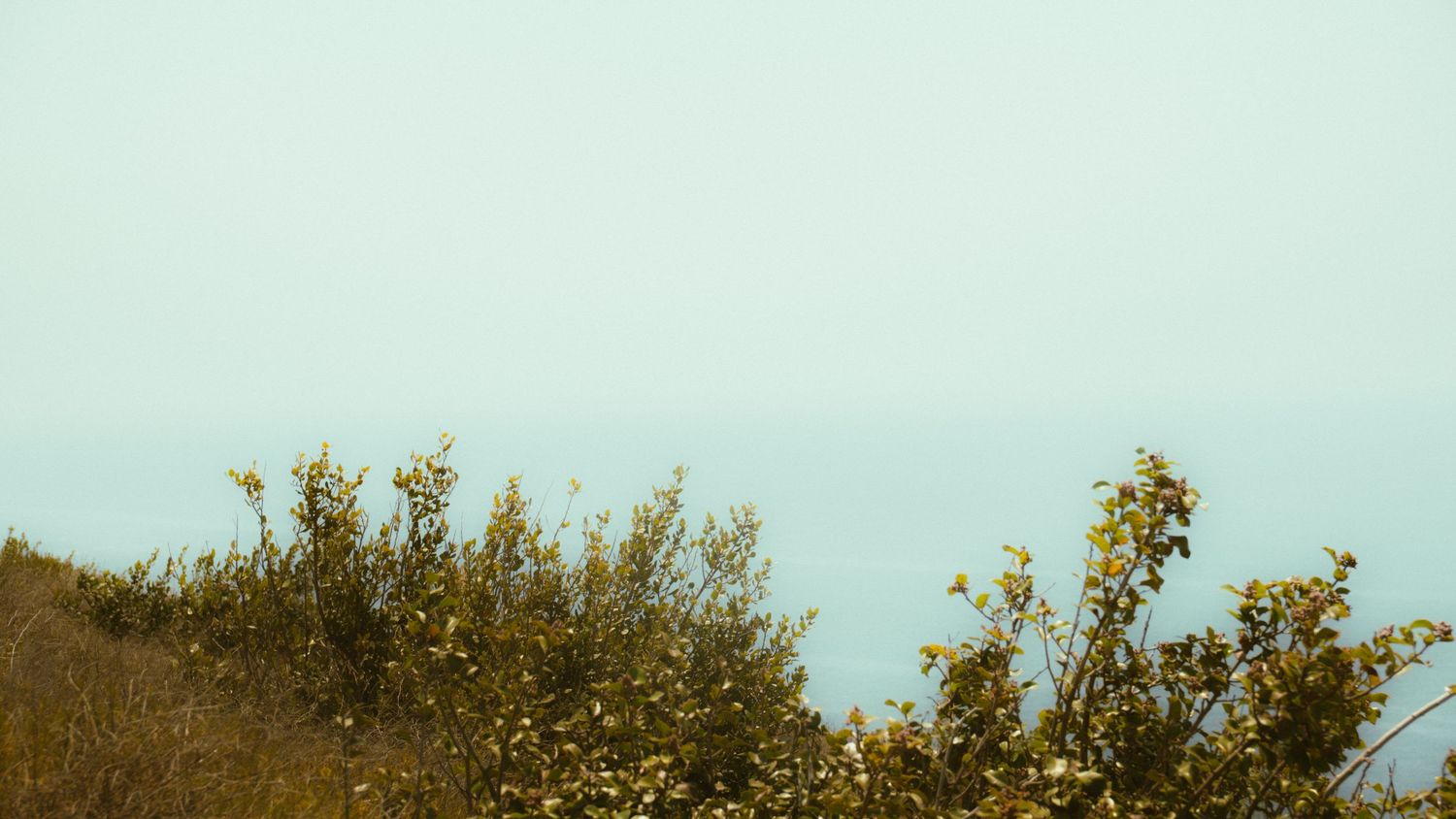 Golden-brown vegetation silhouetted against a pale turquoise sky at sunset.