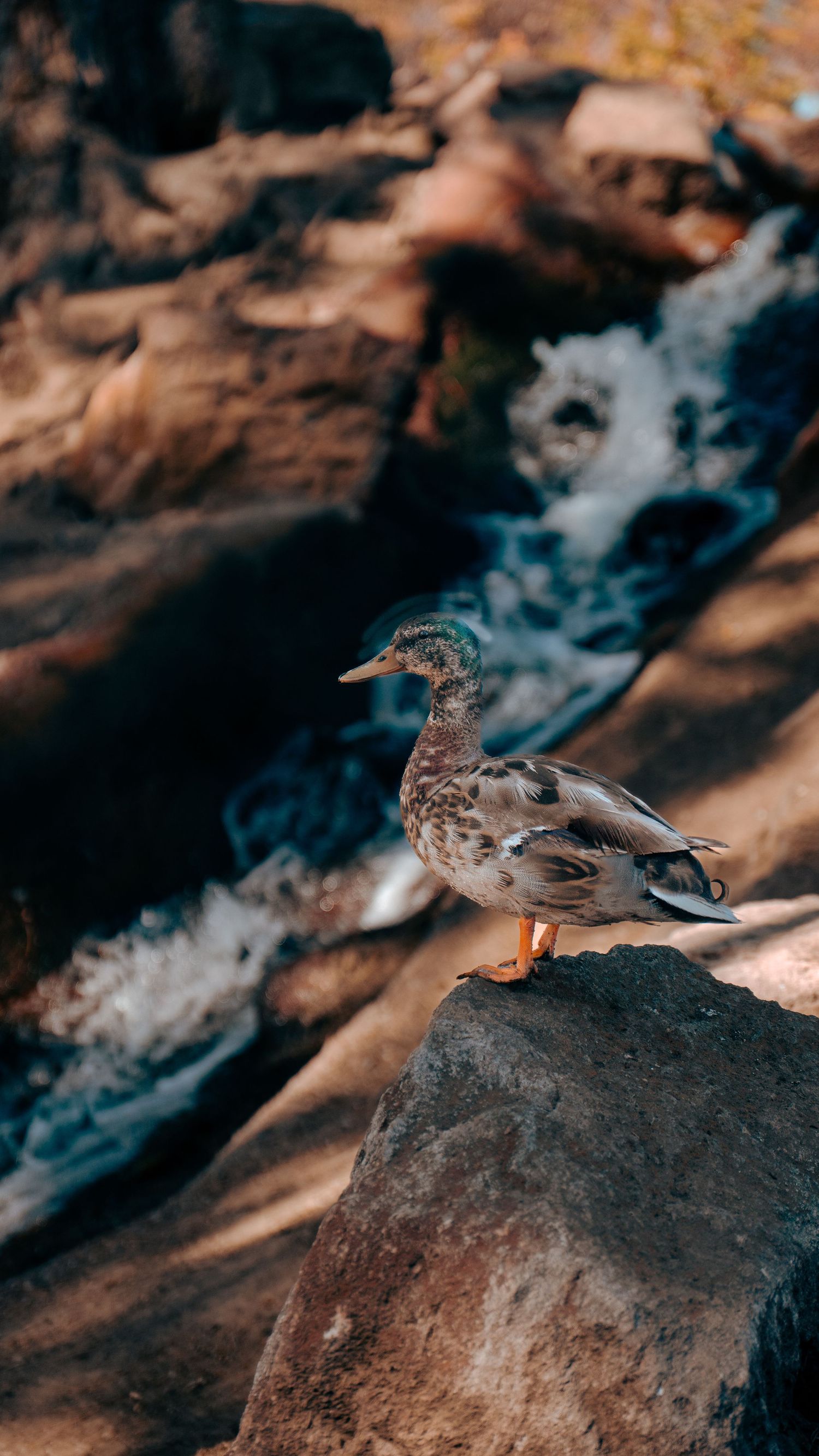 Duck standing on rock with rushing water in background.