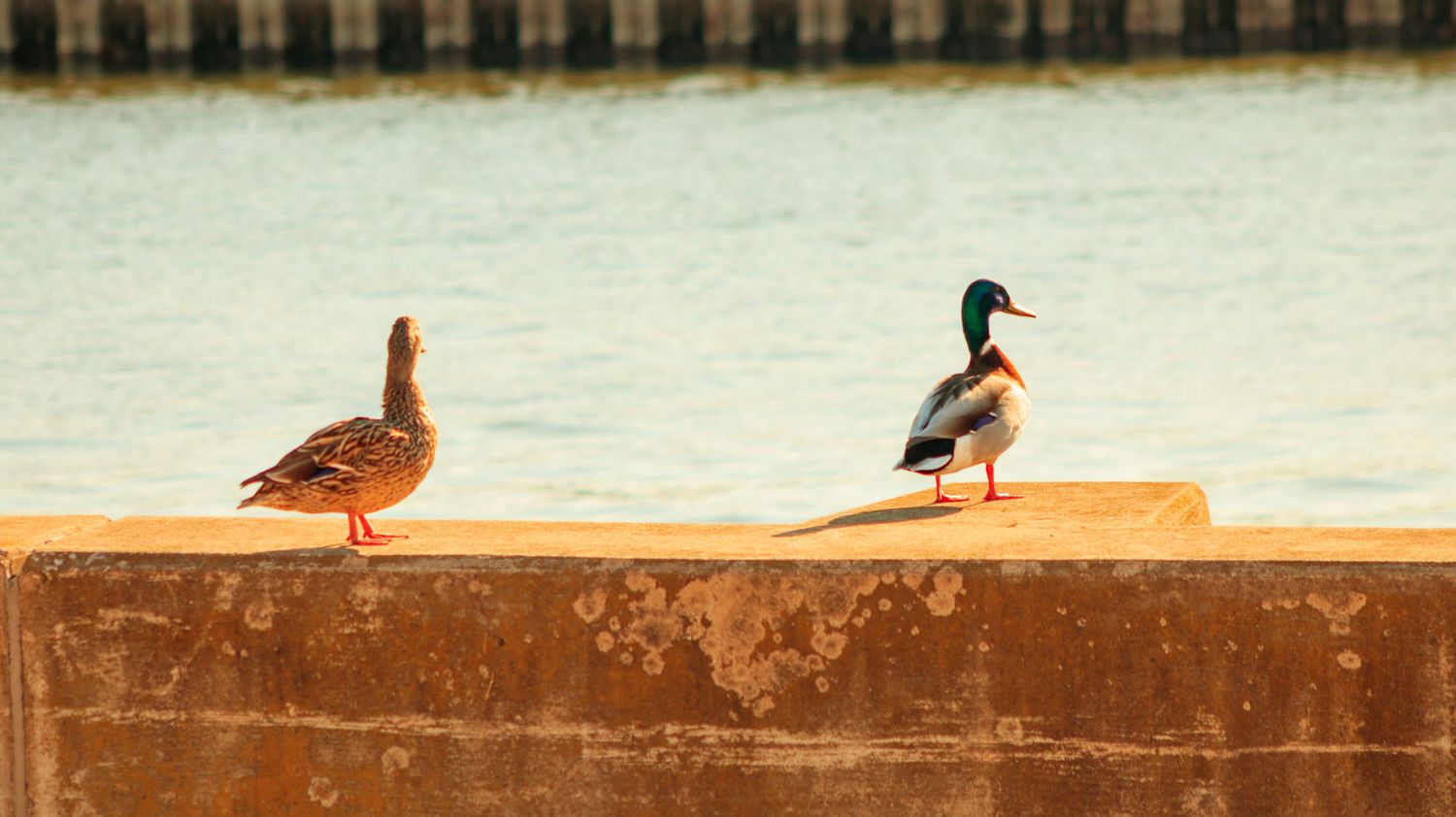 Two ducks perched on rusty concrete barrier overlooking calm water.