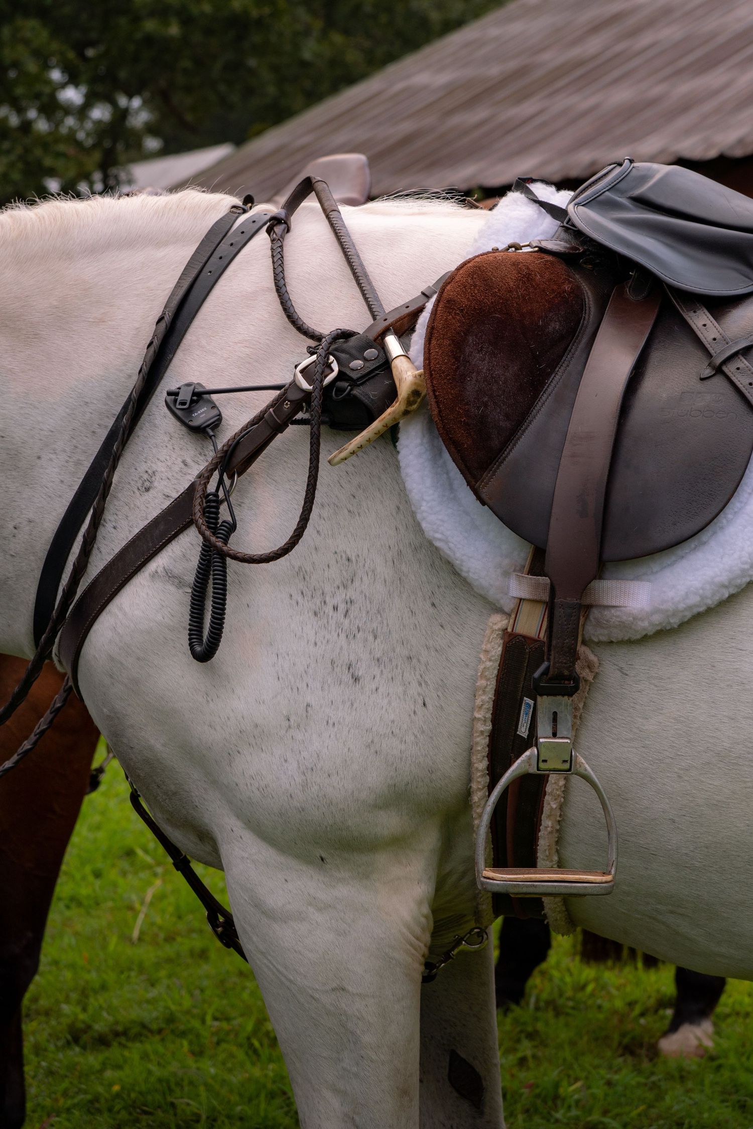 A close-up of a saddled white horse, showing leather reins, stirrup, and saddle against the horses back. The horse stands on green grass