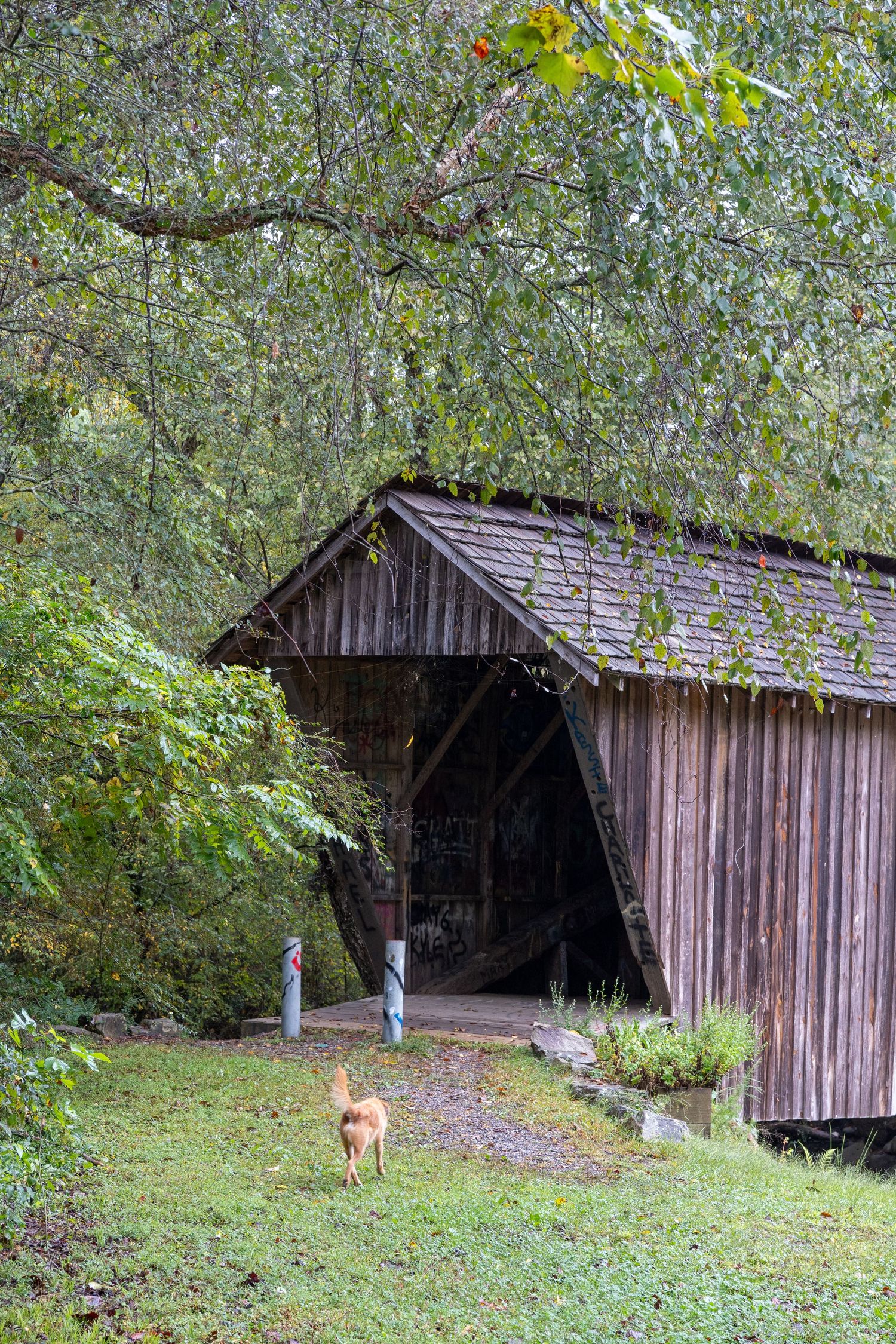 A small dog walks toward a rustic wooden covered bridge surrounded by lush green trees and grass on a cloudy day.