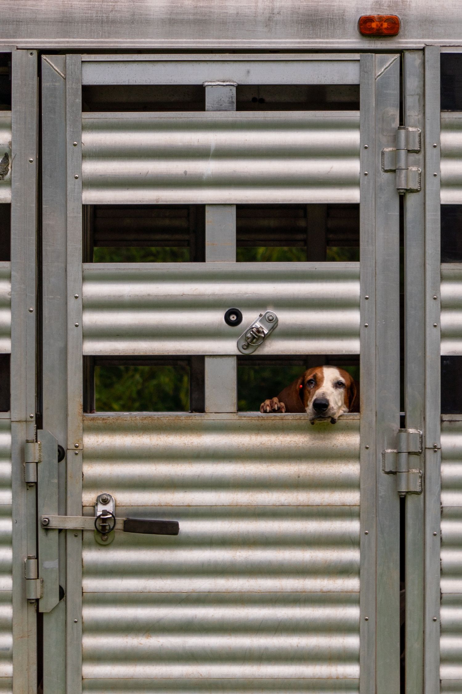 A brown and white hunting dog peers through a small window of a closed metal gate, with its paw resting on the ledge, giving a longing look
