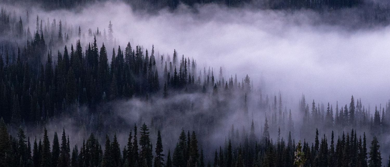 Mist covers a pine forest with tree branches and tree tops poking through