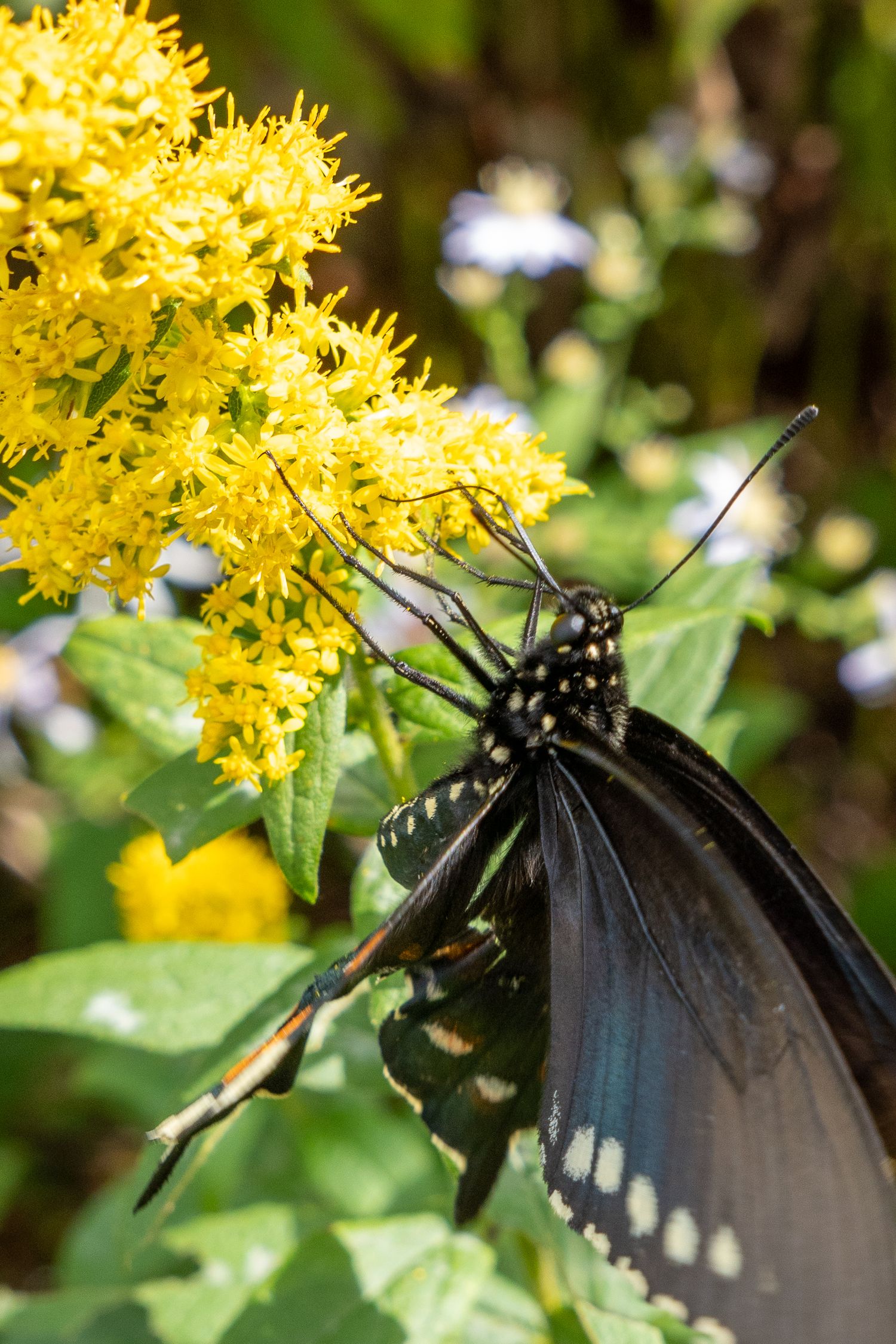 A native butterfly pollinates a yellow wildflower.