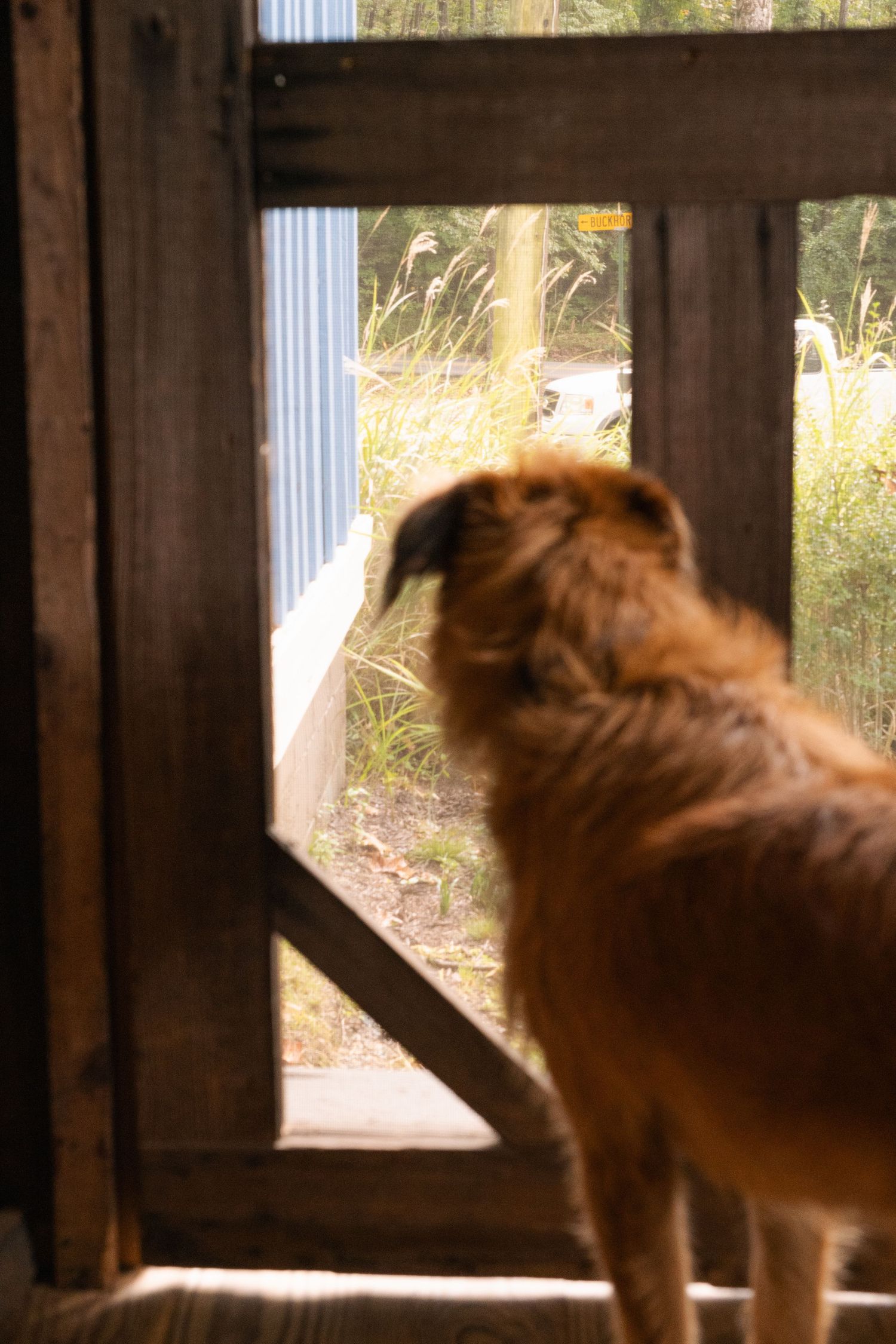 A brown, shaggy dog stands indoors by a wooden door, looking outside toward a grassy area and a blue building. Its back is to the camera