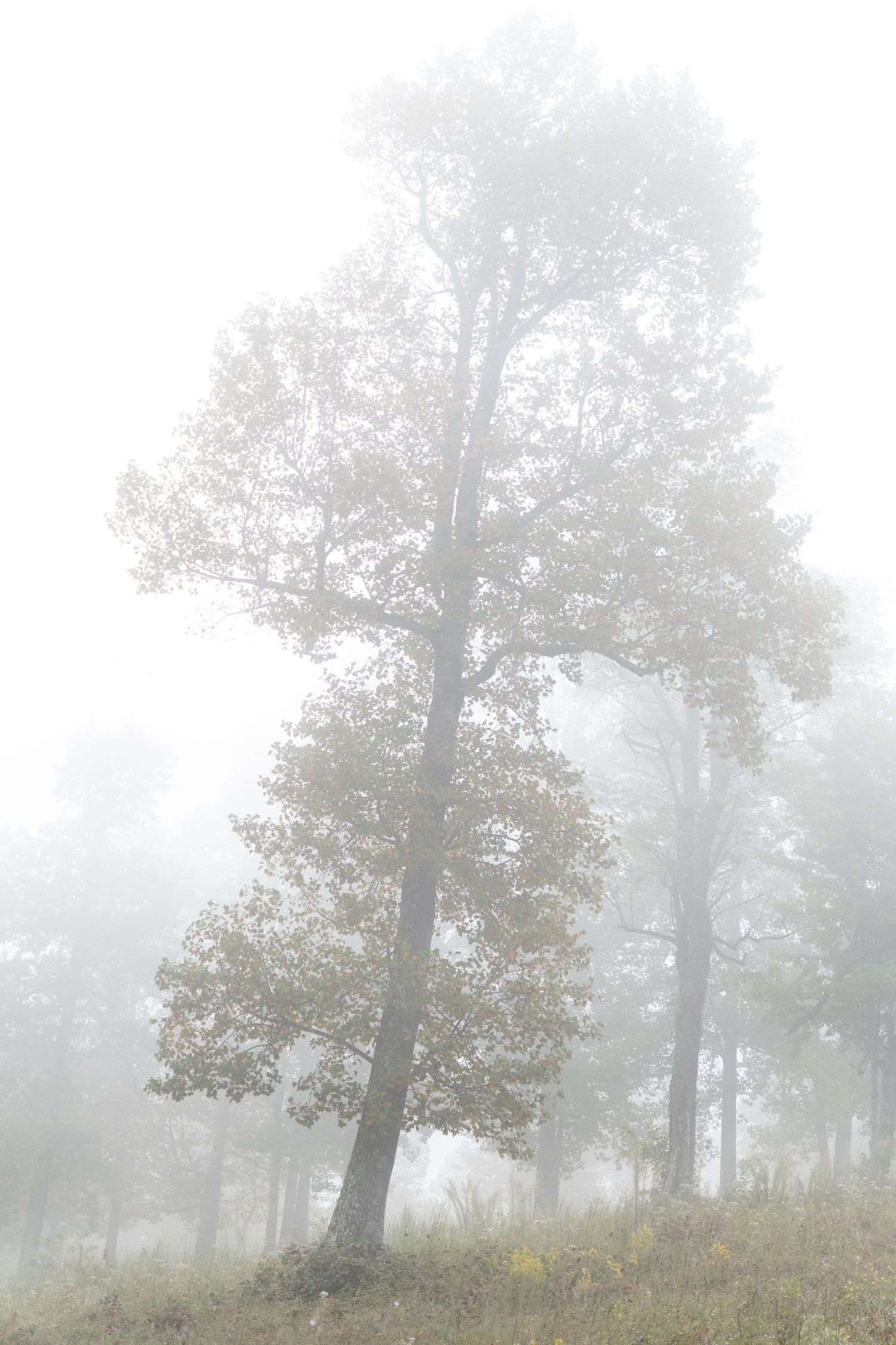 A tree is shown with mist all around it in a native meadow.