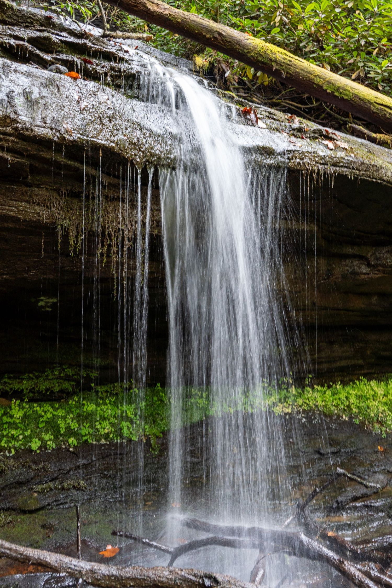A waterfalls pours off a cliff with green ferns underneath the overhang.