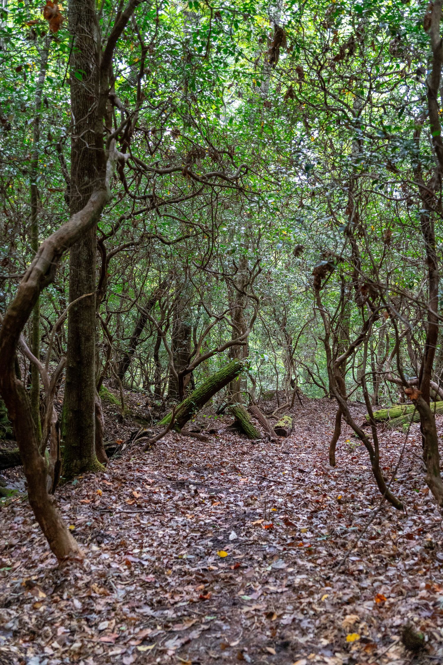 A trail through a mountain laurel thicket in the Blue Ridge Mountains.