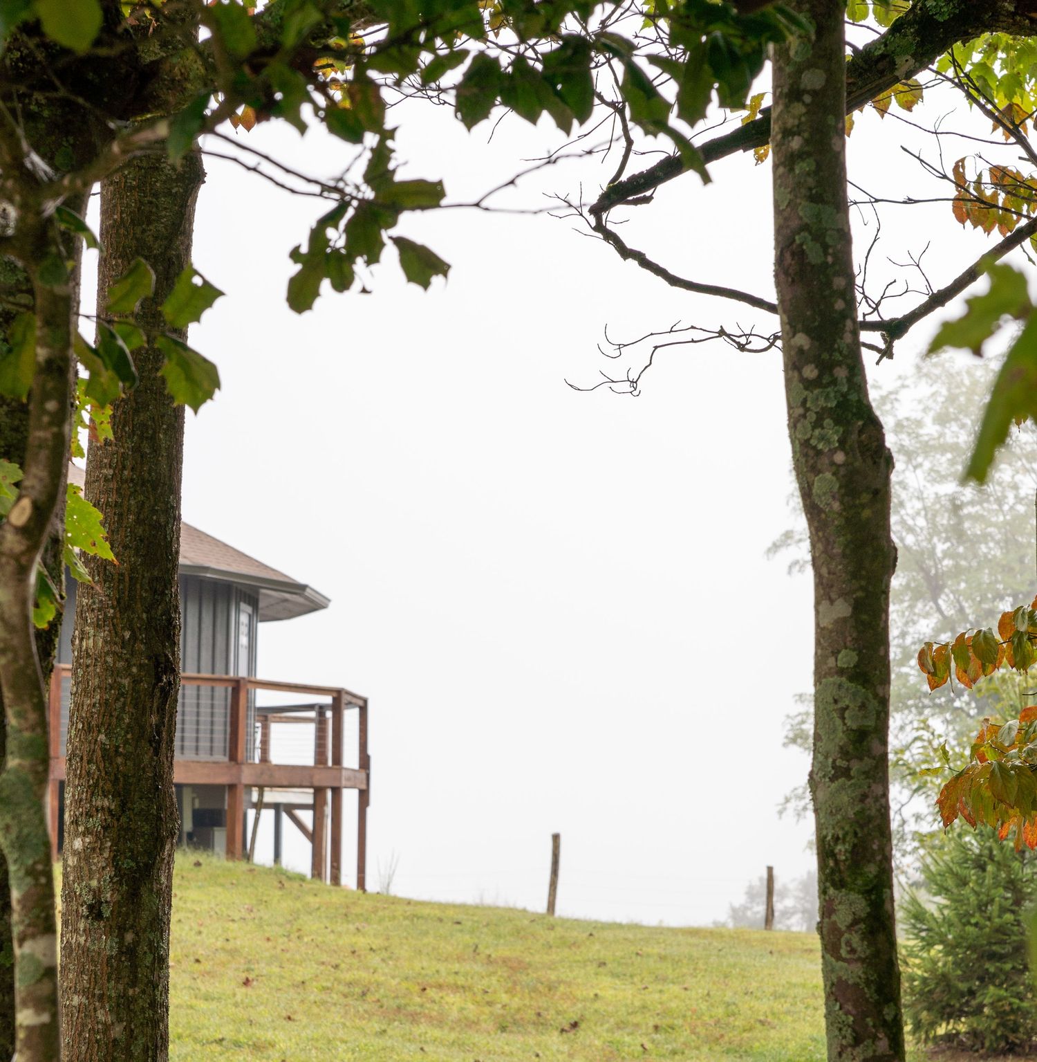 A small house on a vineyard is framed between trees. The sky is misty.
