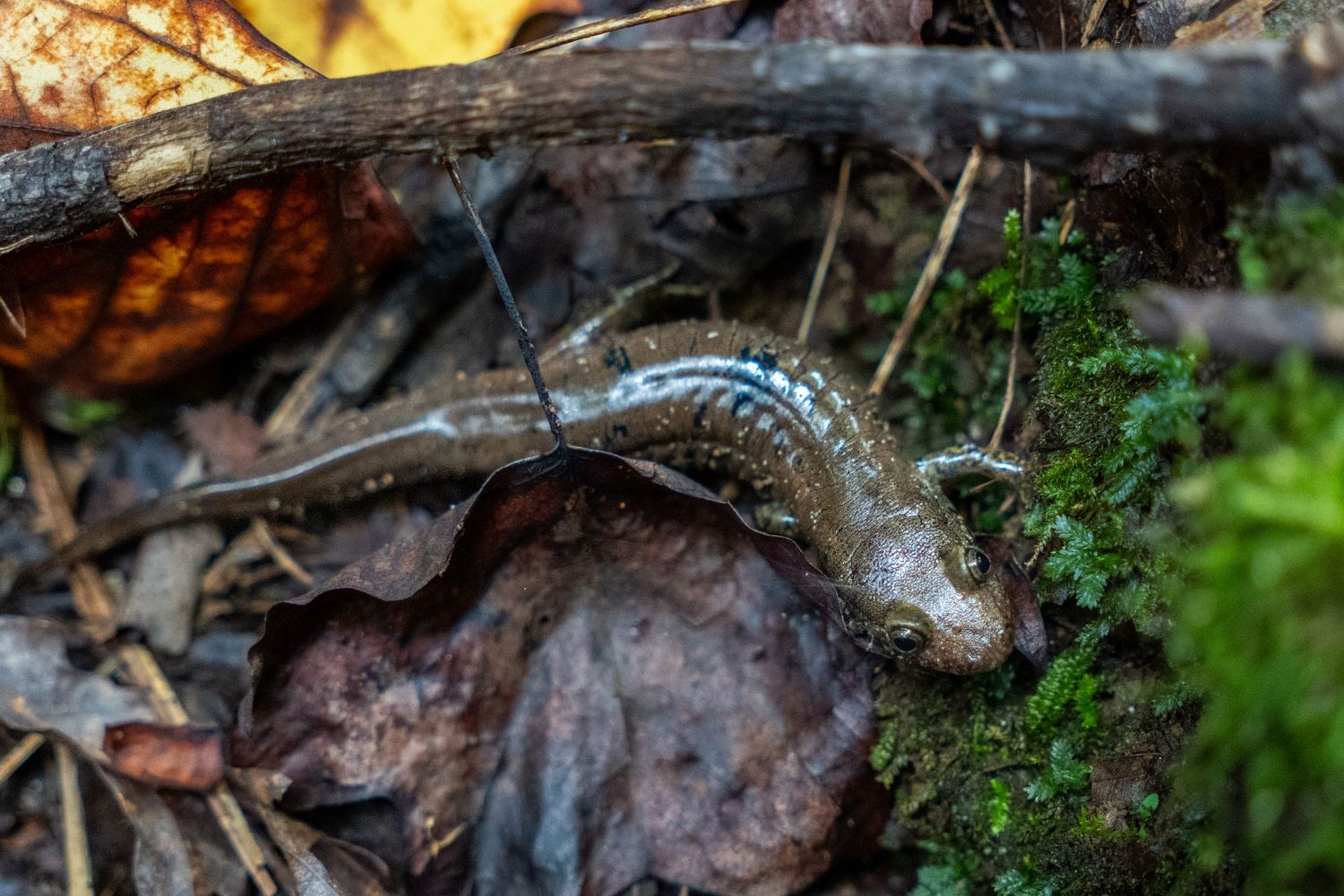 A salamander is shown in moss and leaves. This photo inspires a sense of wildlife conservation and local nature.