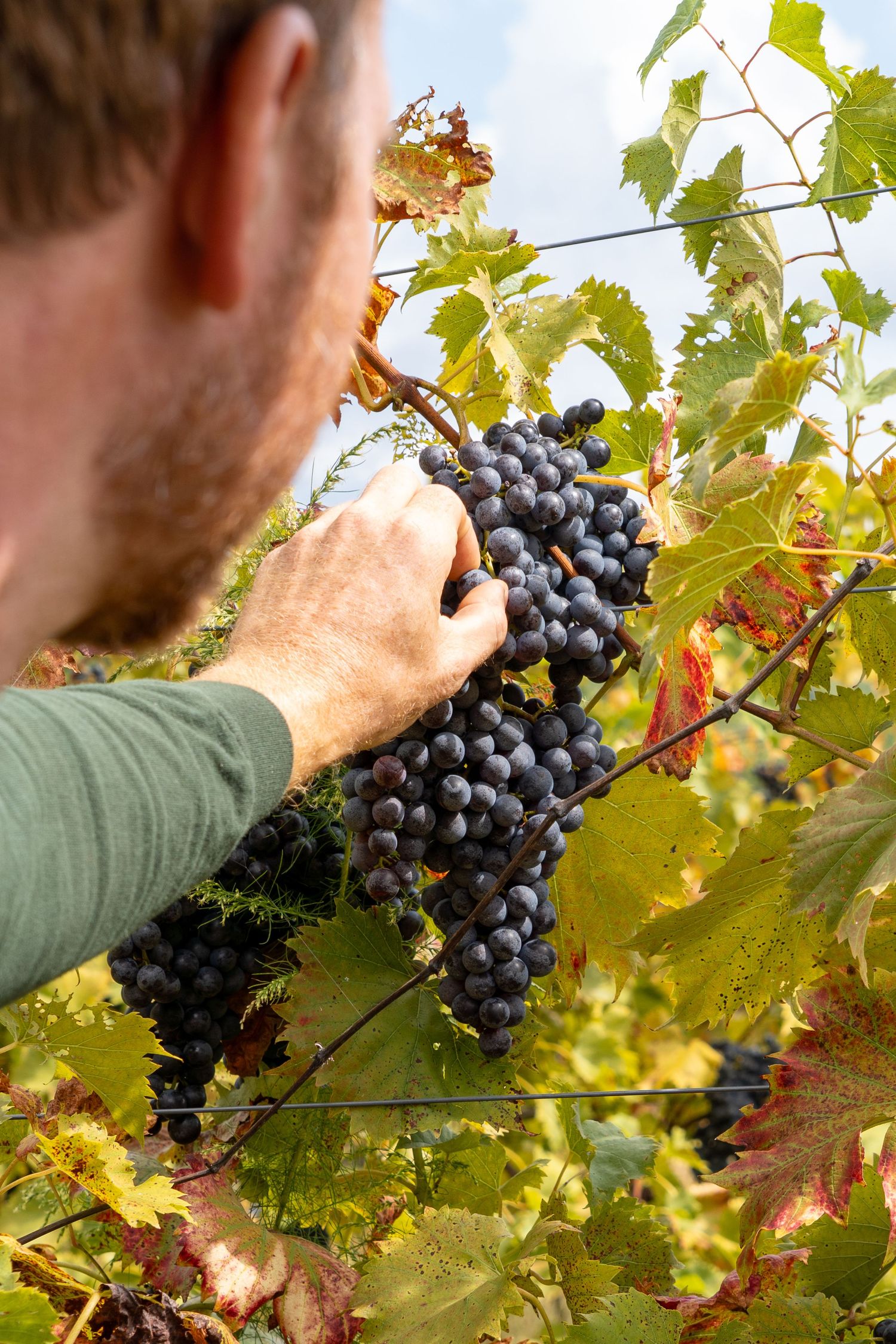 A man reaches for a grape off the vine. The vines are yellow and green and inspire autumn vineyard scenes.