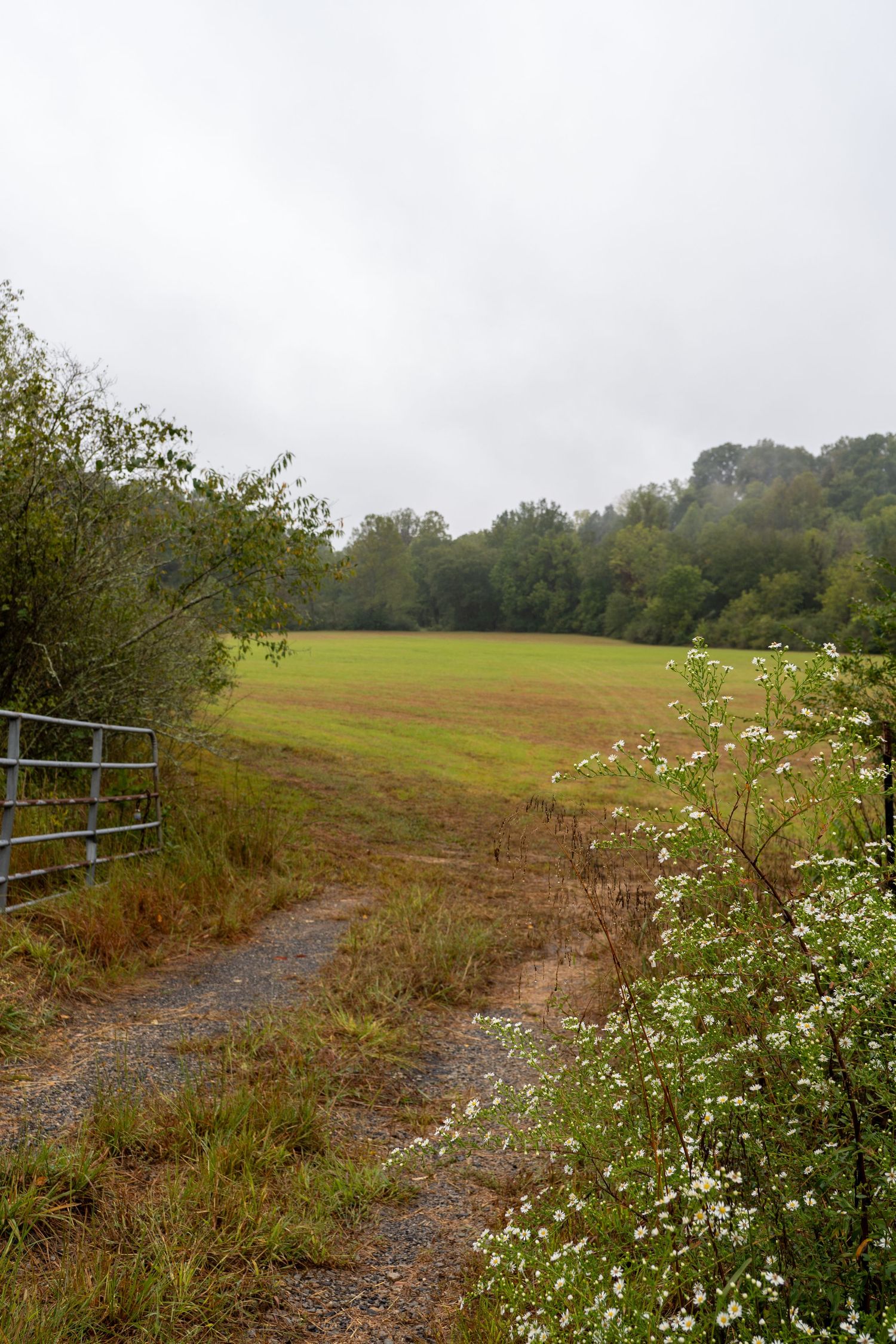 A dirt path bordered by wildflowers and grass leads to an open, grassy field under a cloudy sky, with trees lining the background